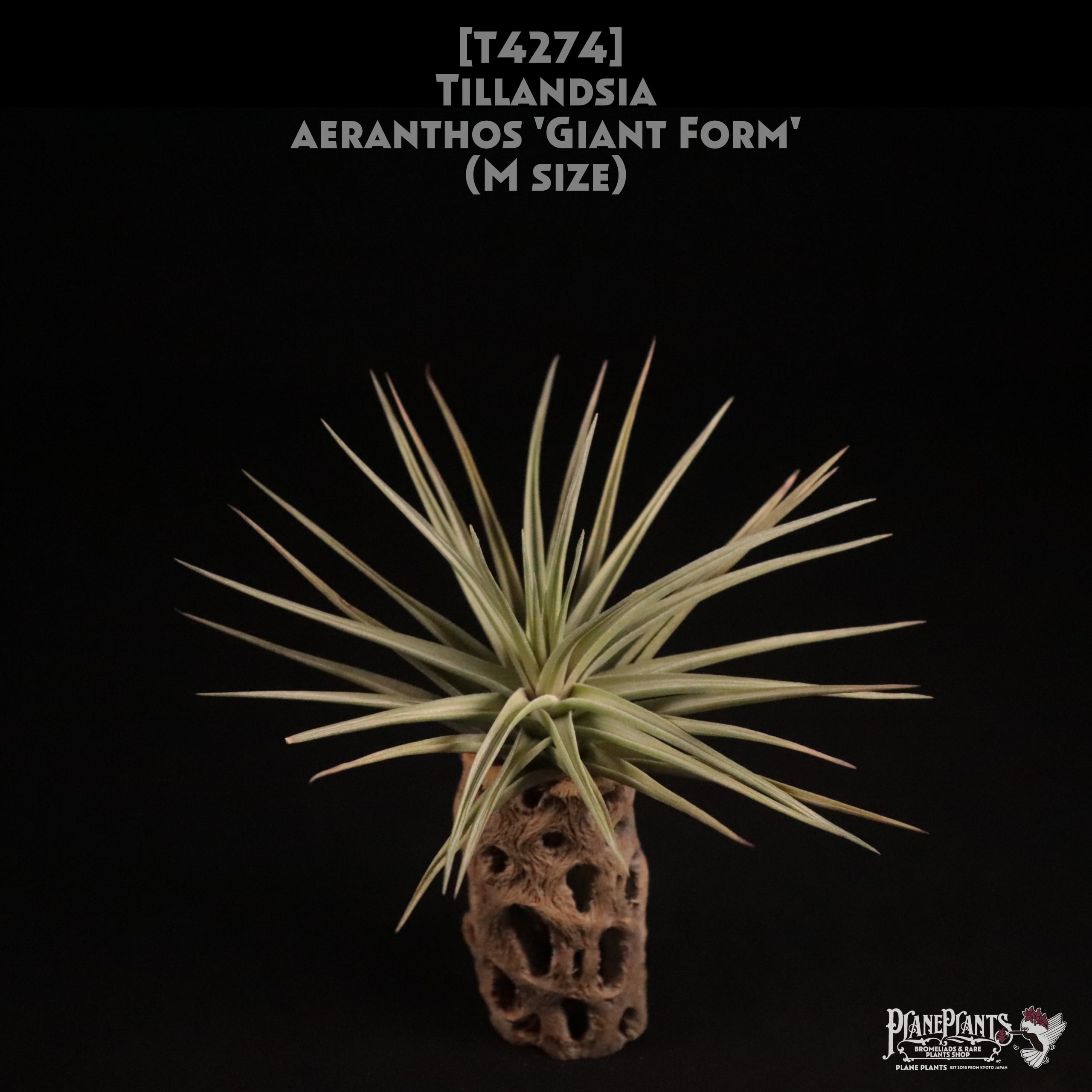 【送料無料】aeranthos 'Giant Form' M〔エアプランツ〕現品発送T4274