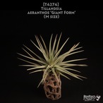 【送料無料】aeranthos 'Giant Form' M〔エアプランツ〕現品発送T4274