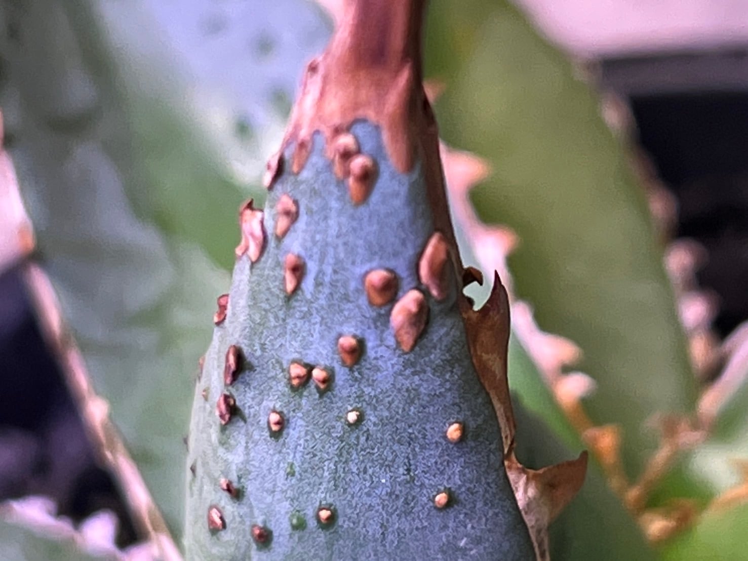 アガベ オテロイ シチリアーナ tc (2024年5月27日 撮影) Si4 | JABALI