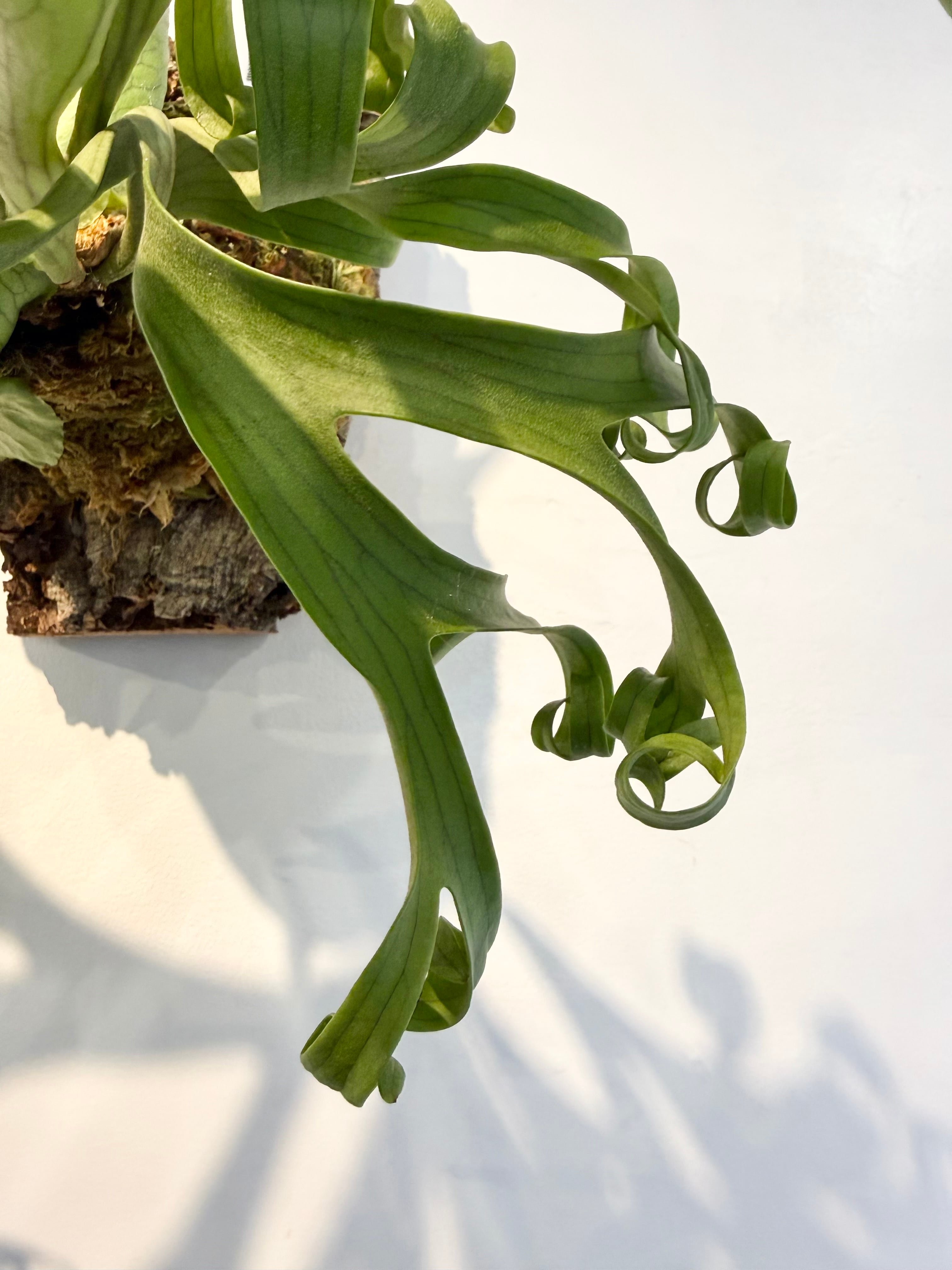 a) P. coronarium 'White' ビカクシダ コロナリウム 'ホワイト