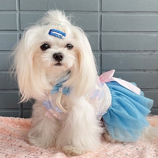 大型犬もOK 袖元フリルの海を感じるワンピース