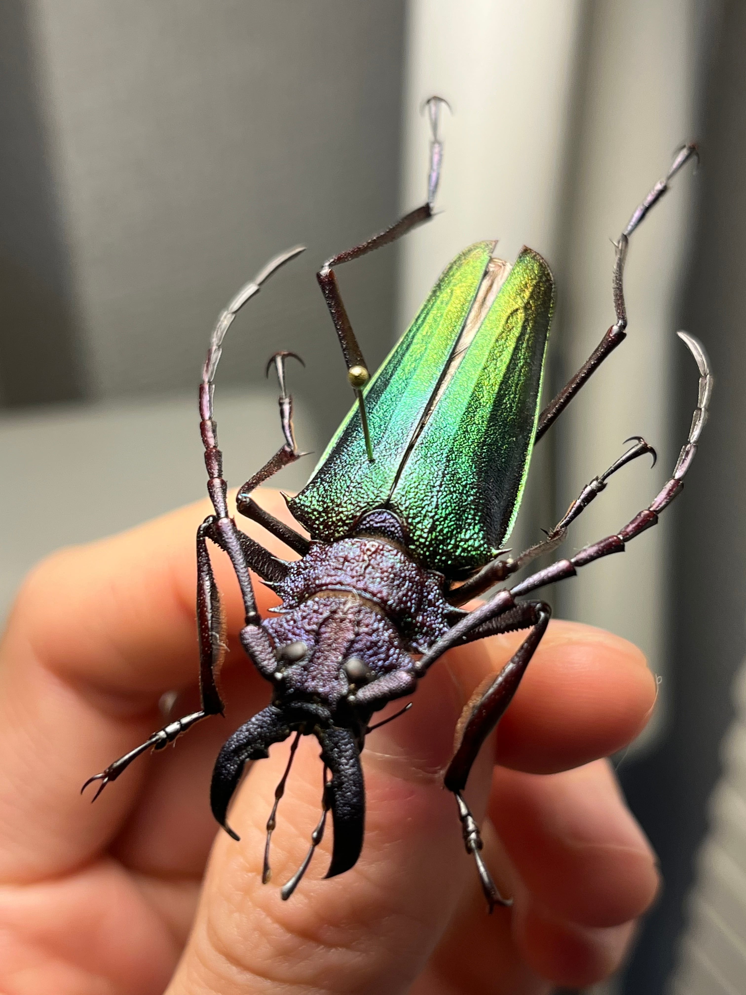 B品BLUE】ルリオニカミキリ ムラサキオニノコギリカミキリ 昆虫標本