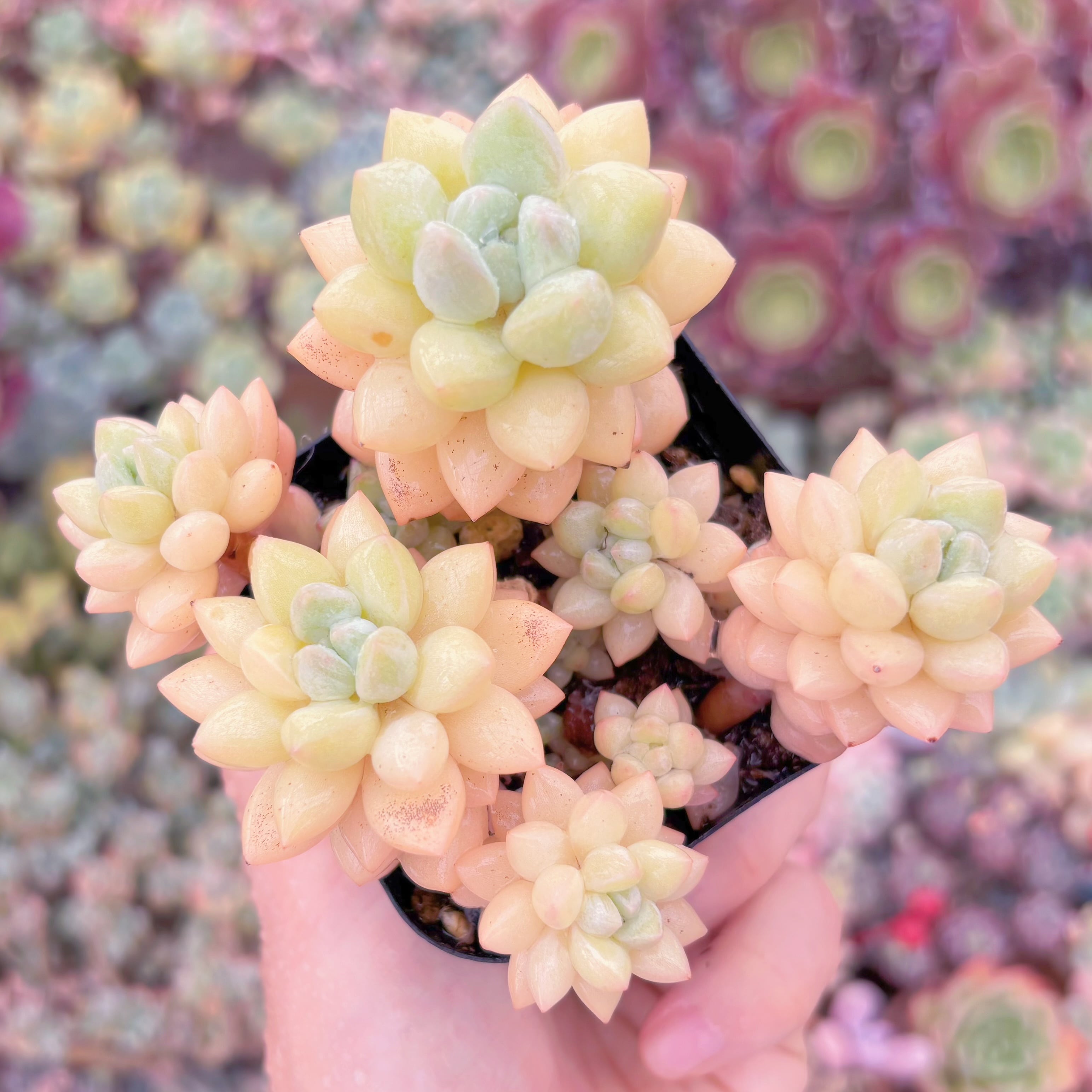 現品　ピンクパールsp#528　るる農園