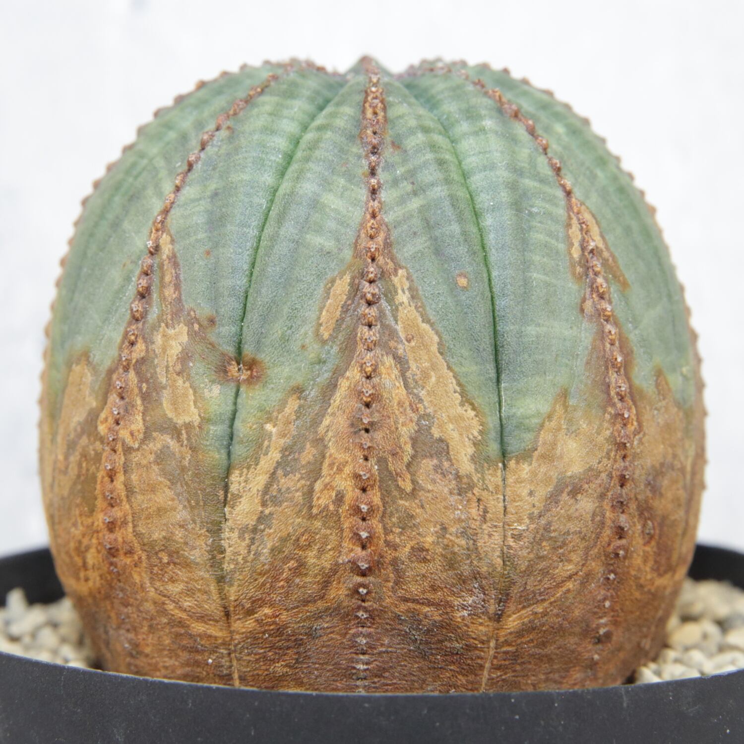 超美模様 木質化 オベサ / ユーフォルビア | LIGHTHOUSE.PLANTS - 海外