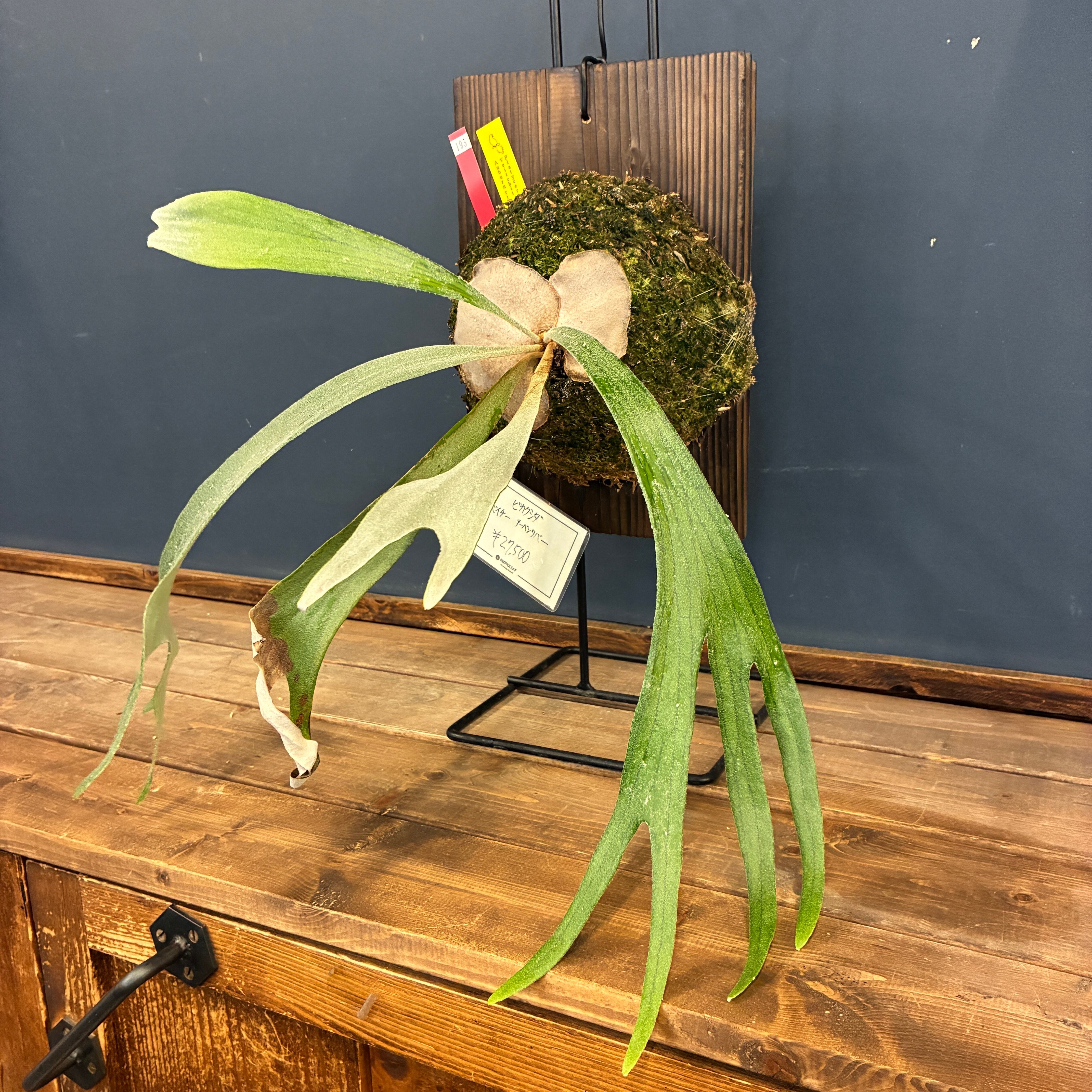 ベイチー　veitchii ビカクシダ板付け ビカクシダ veitchii 'Auburn River' 板付け (木板)【195