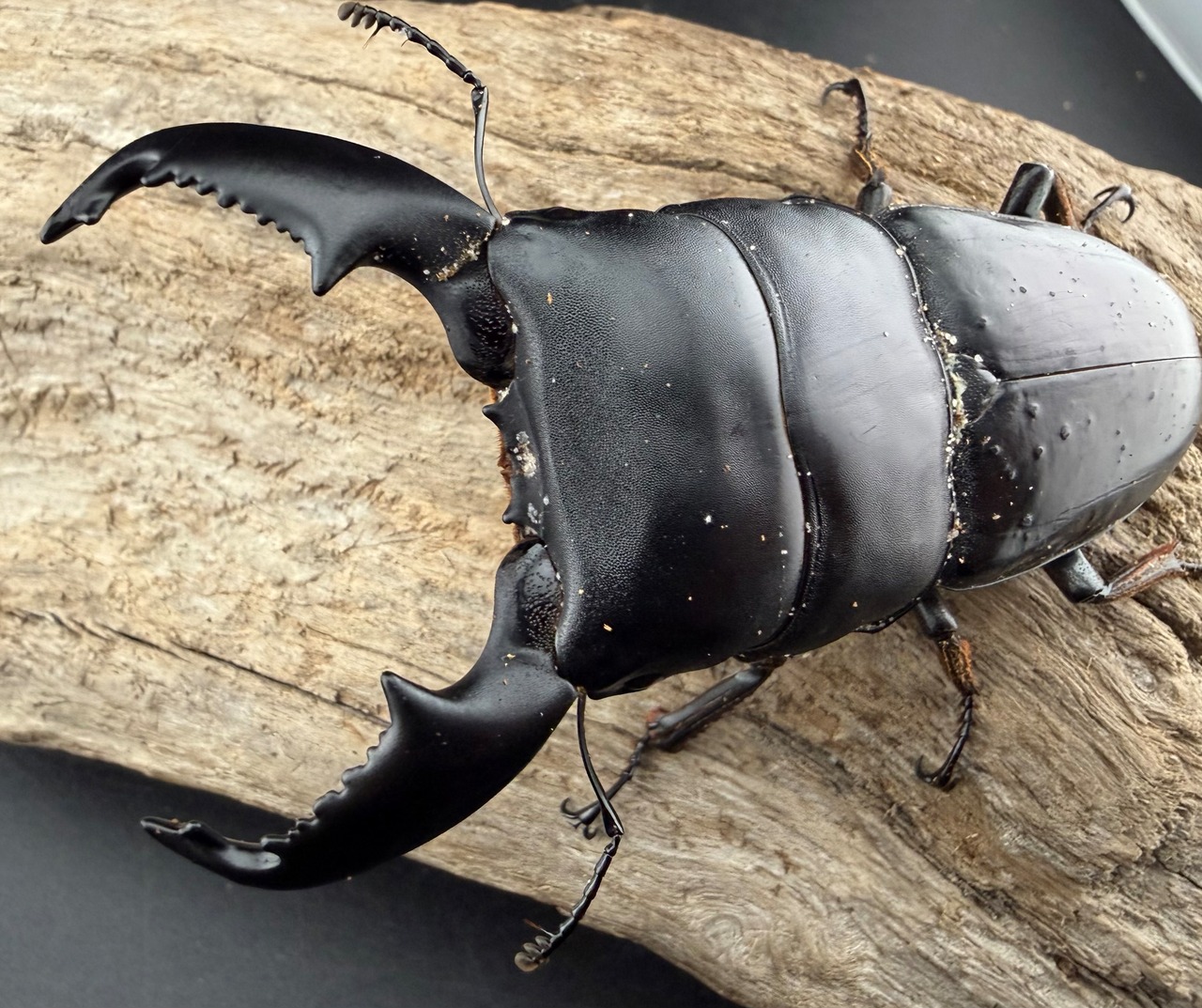 【デカドル箱】2026 New Year HAPPY BOX（お得箱） 19,999