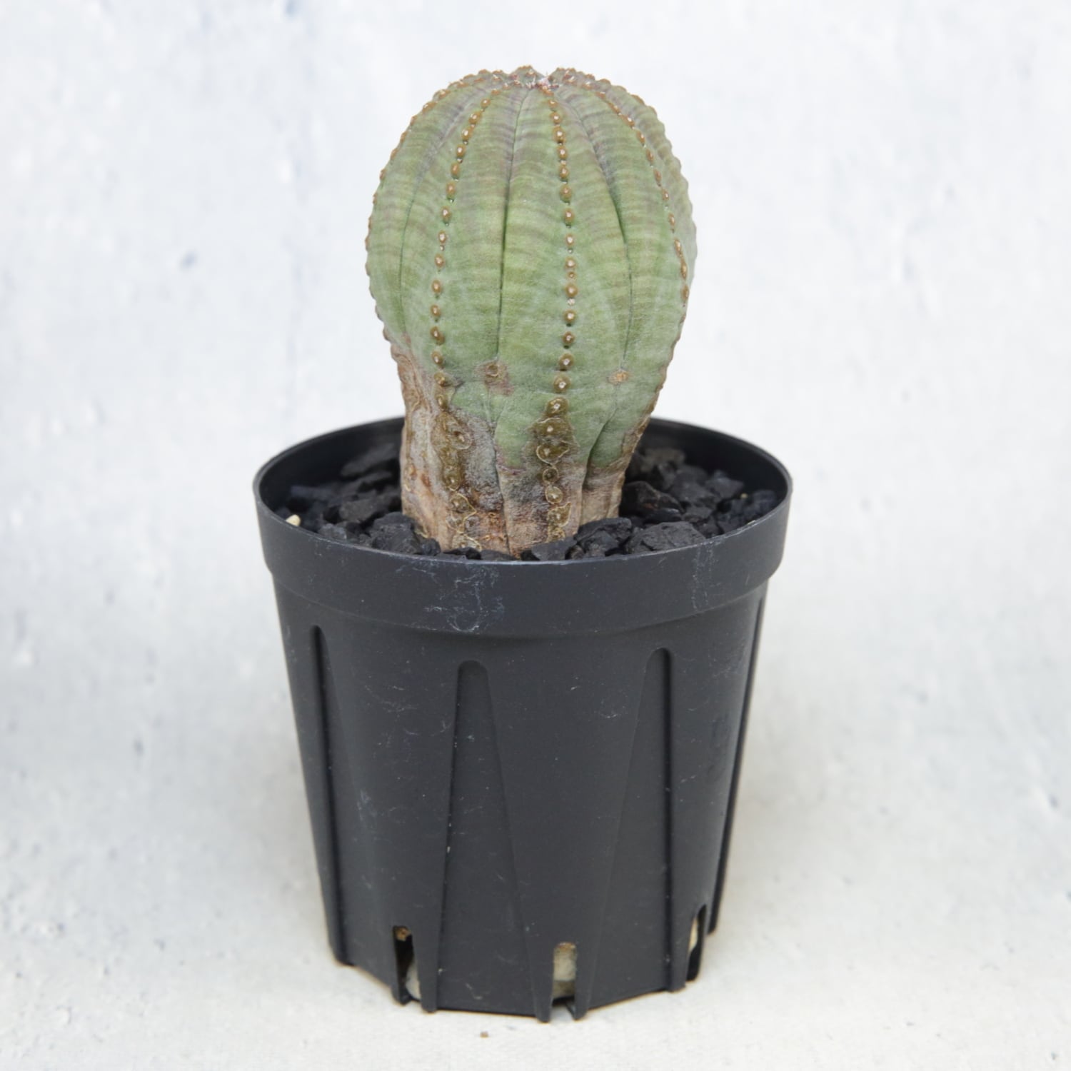 美模様 木質化 まん丸 オベサ / ユーフォルビア | LIGHTHOUSE.PLANTS