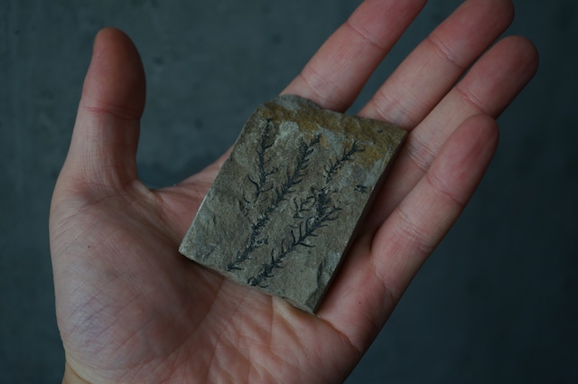 針葉樹化石 Cryptomeria? 1955