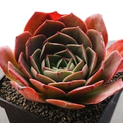 カット苗 レレナ 大株 Echeveria 'Relena'