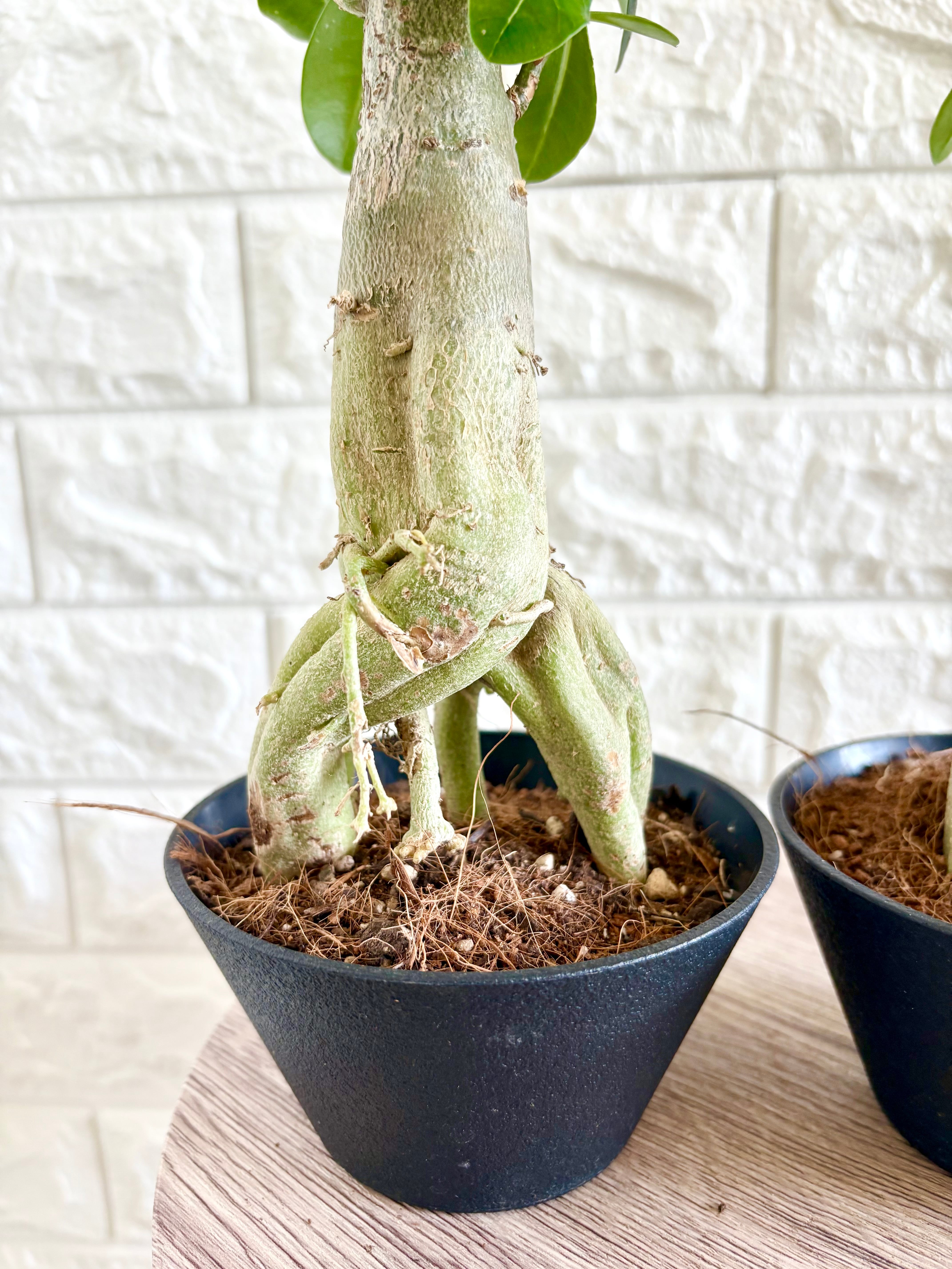 アデニウム オベスム⭐️夫婦風2鉢セット | 観葉植物のお店 feerie