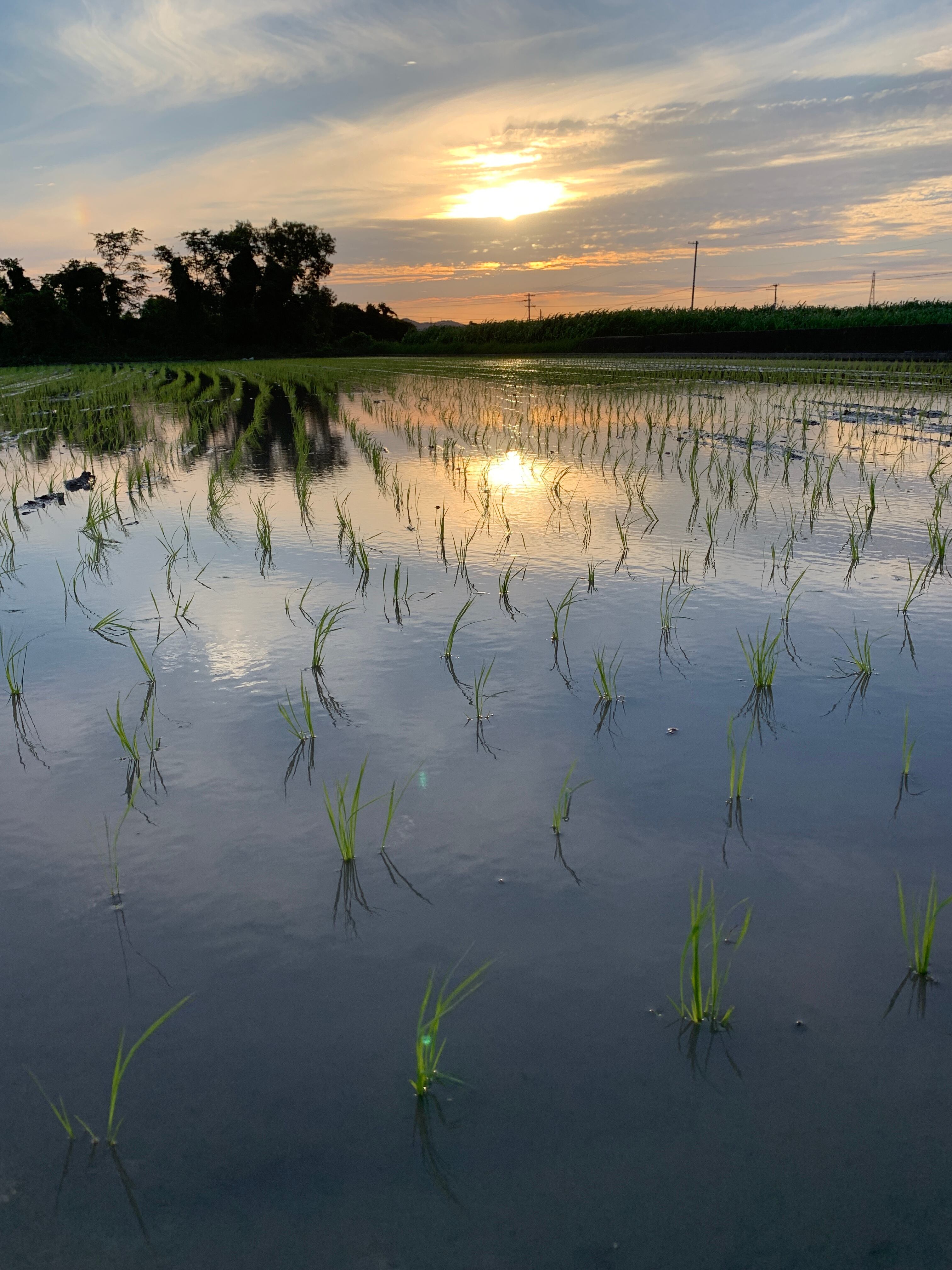 新米！令和7年産 玄米4Kg 淡路島産 農薬不使用 化学肥料不使用 (税込