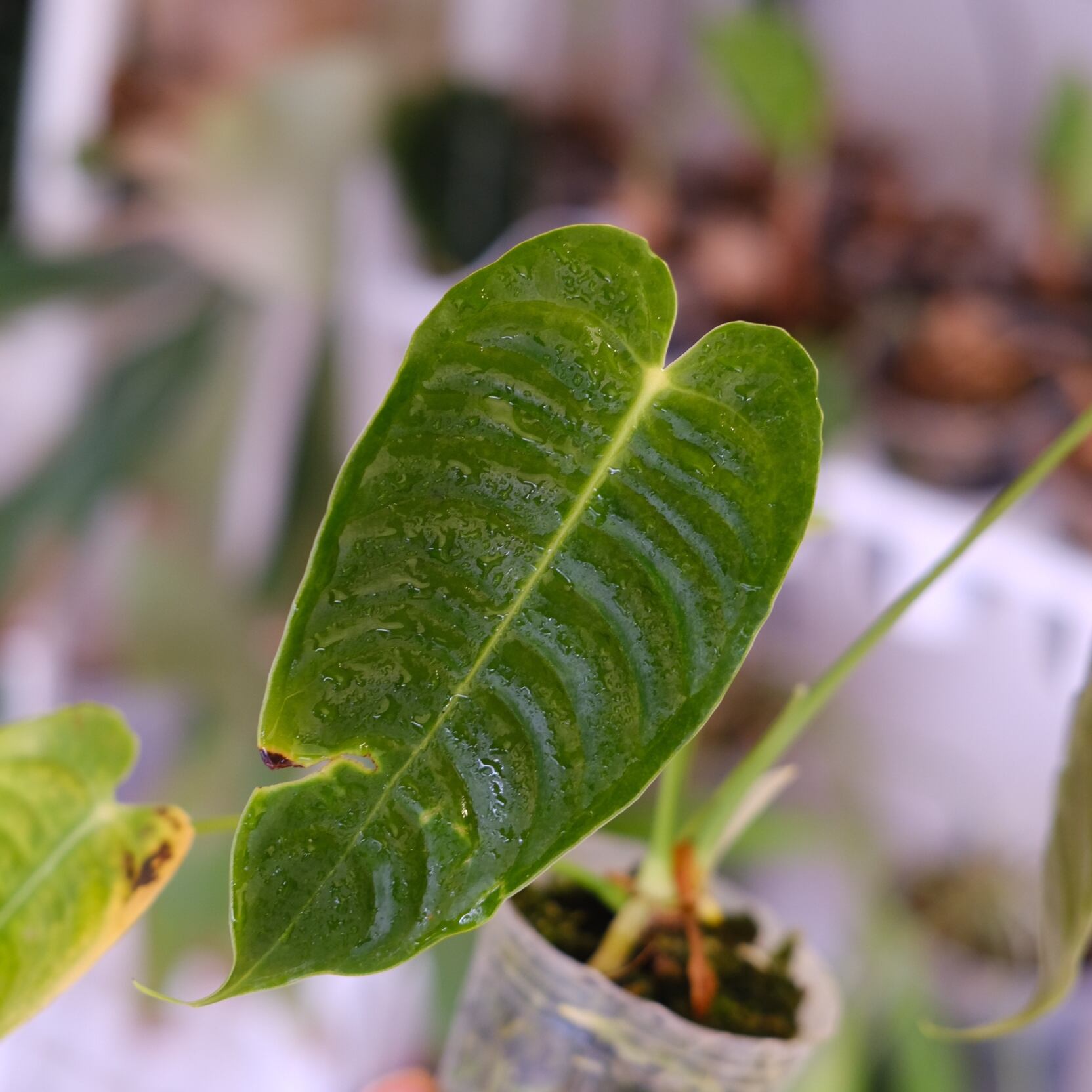 アンスリウム・ベイチー│Anthurium Veitchii③│観葉植物