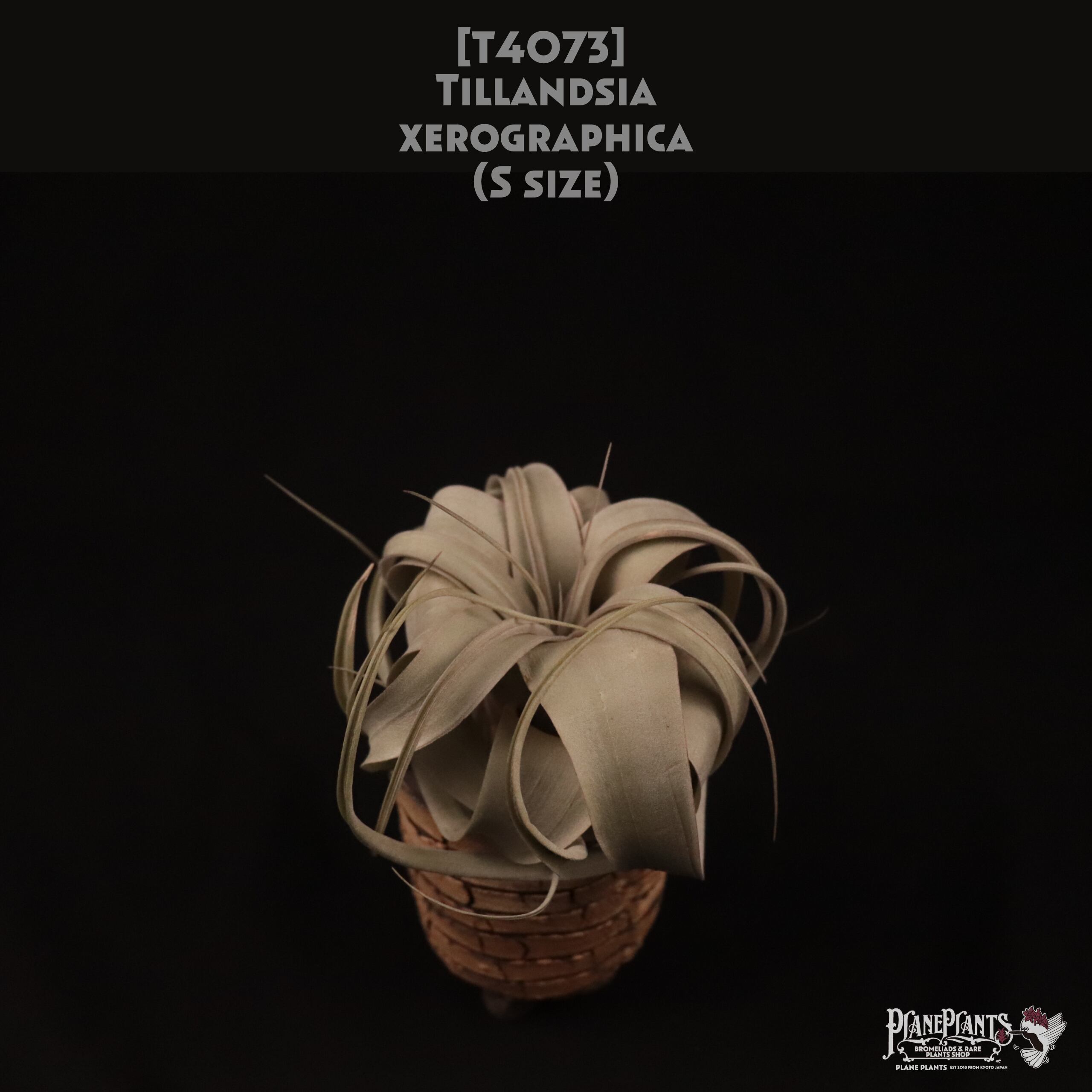 【送料無料】xerographica S〔エアプランツ〕現品発送T4073