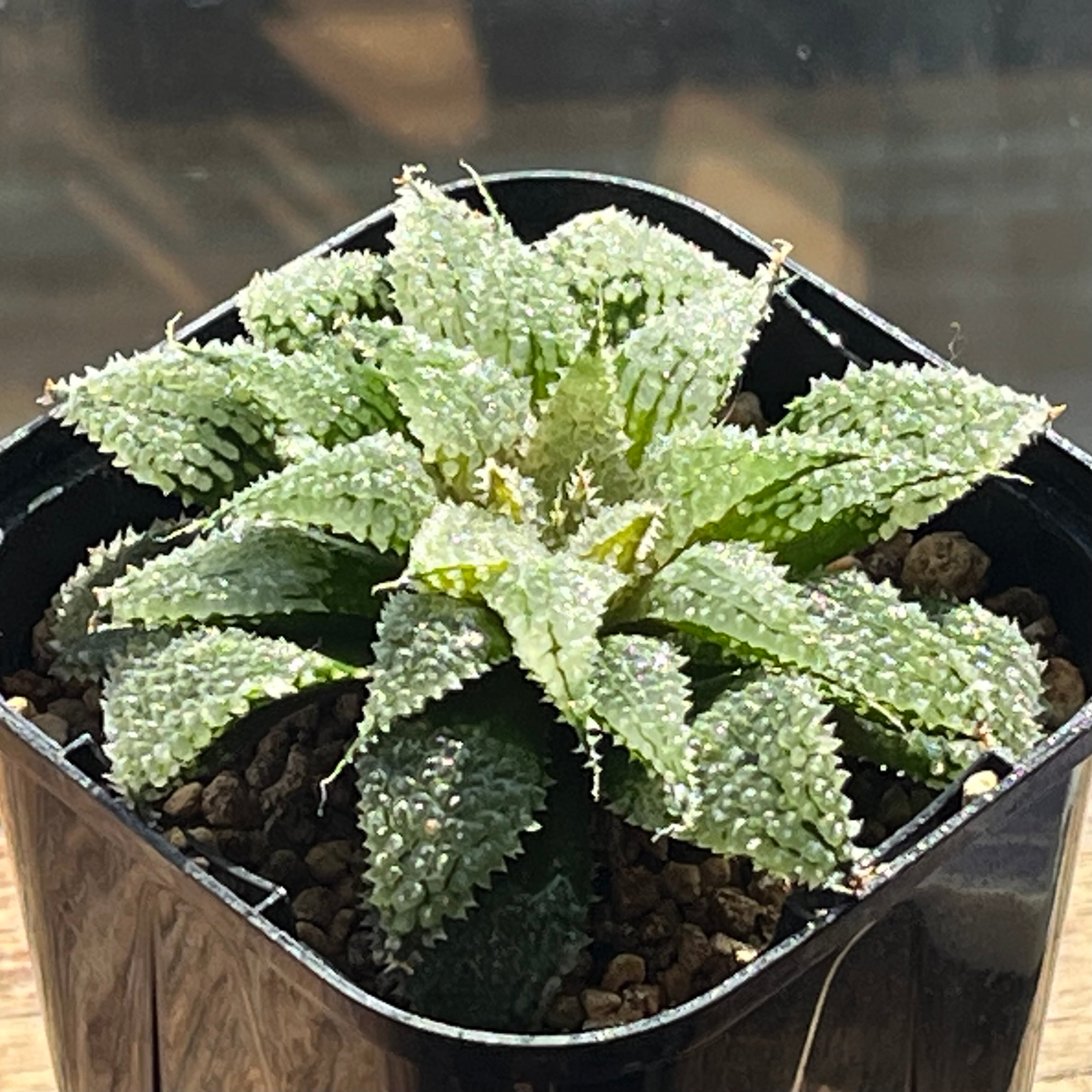 ハオルチア 竜爪 オブツーサ錦 | mocono_plants