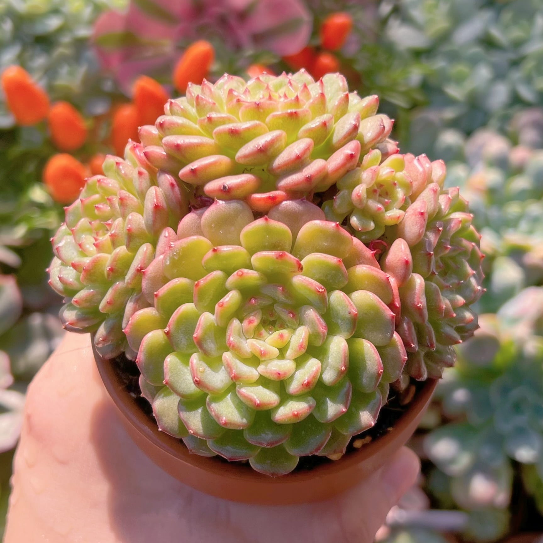 多肉植物　ハニーベビー群生　新入荷　るる農園