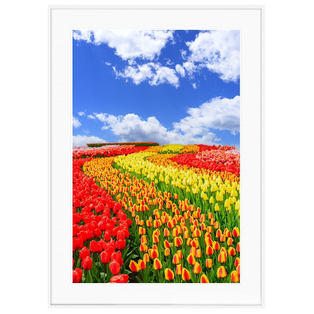 花写真 オランダのチューリップ畑 インテリアアートポスター額装 AS1889