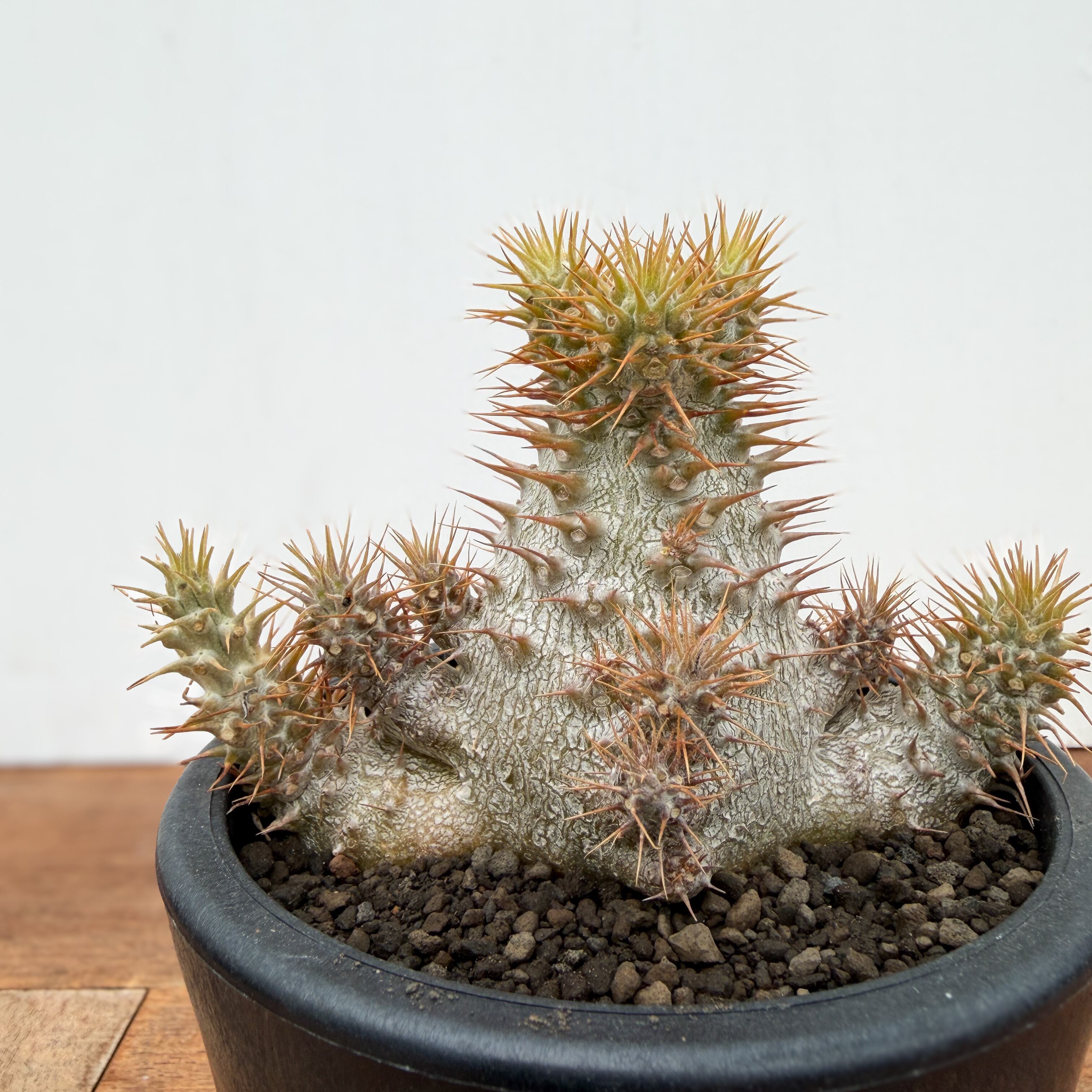 Pachypodium Gracilius【パキポディウム・グラキリス・実生】 | RIMO'S