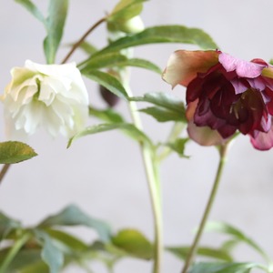 クリスマスローズ　 ハイブリッド八重咲き　ホワイト　宿根草　庭、花壇にオススメ　寒さに強い　切花にも使える　