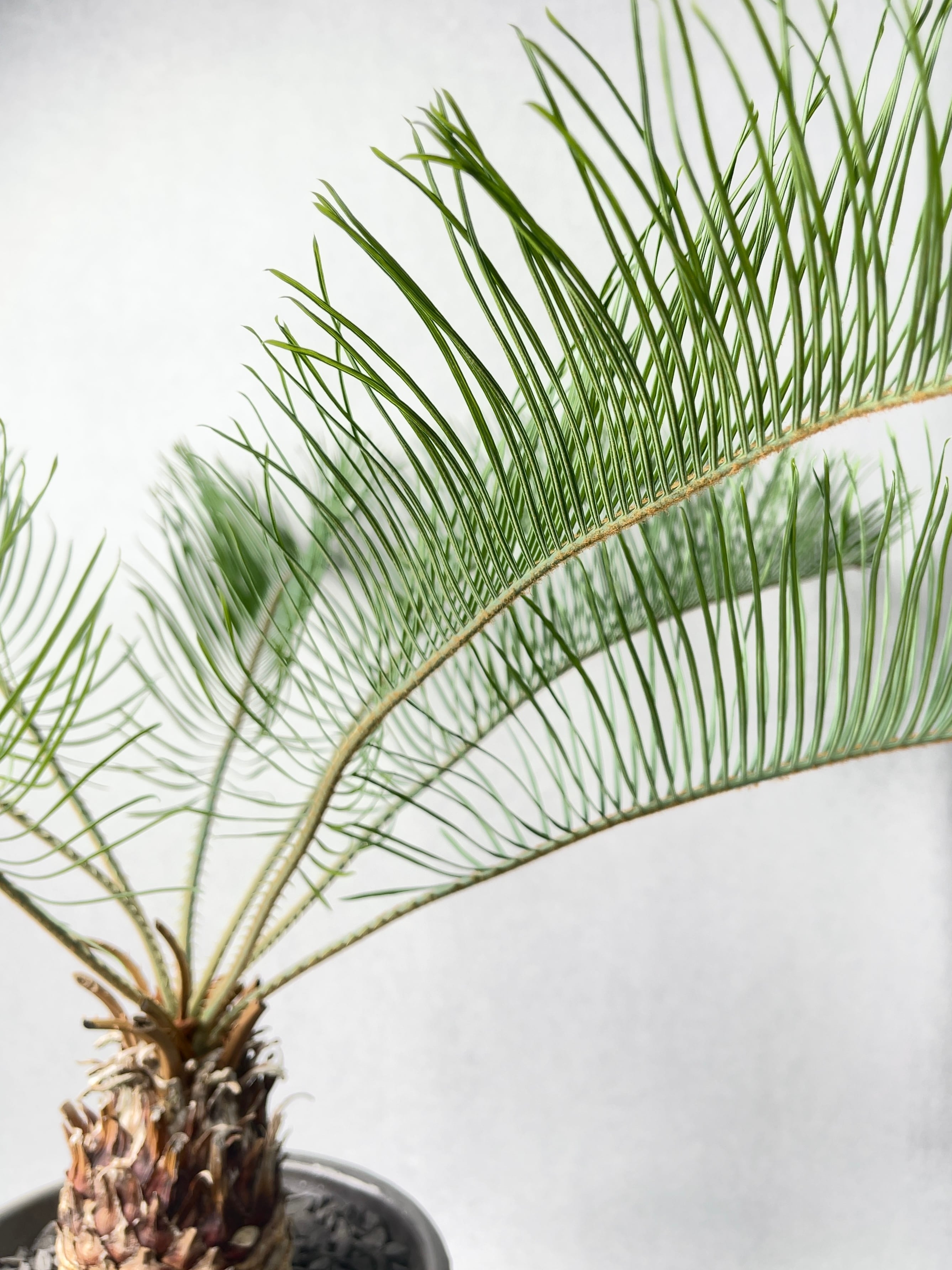 サイカス　カイルンシアナ 発根済 サイカス カイルンシアナ× 普賢鉢 | KANIK