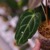 【希少な交配種】アンスリウム・ワロクアーナム × レガレ / Anthurium warocqueanum × regale② / 観葉植物<育て方・花言葉>