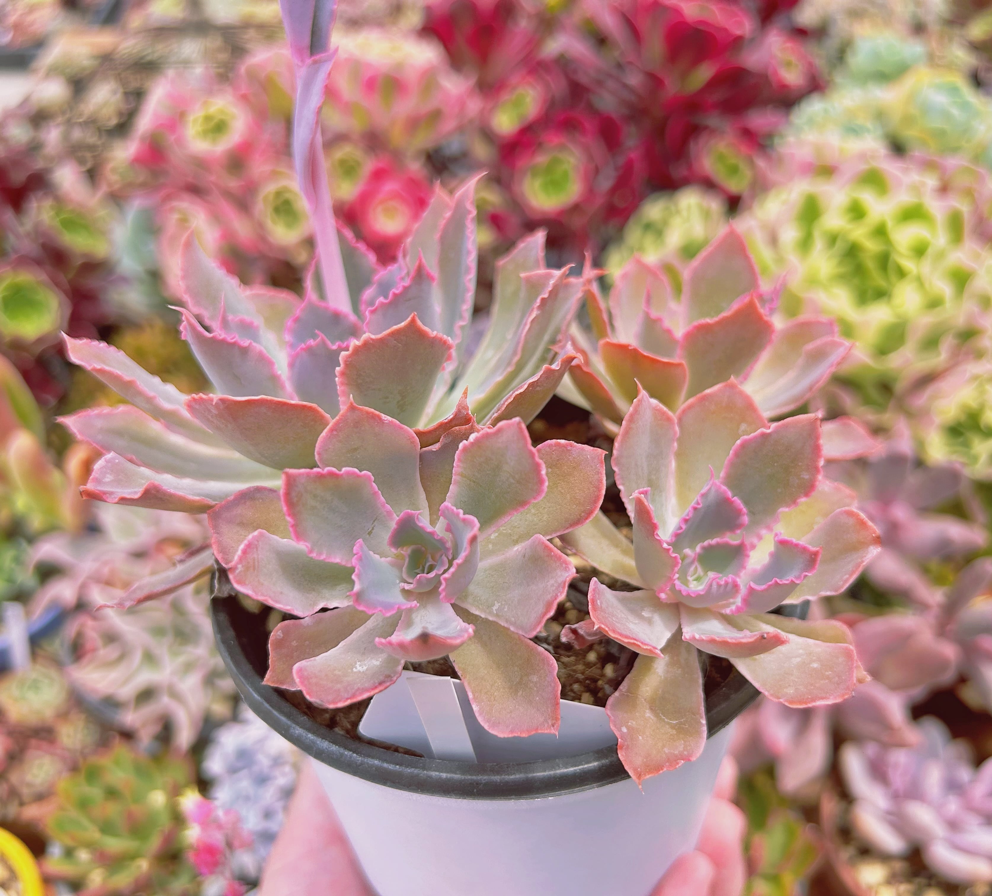 783現物 多肉植物 シャビアナ 特大 抜き苗 | るる農園~多肉植物専門