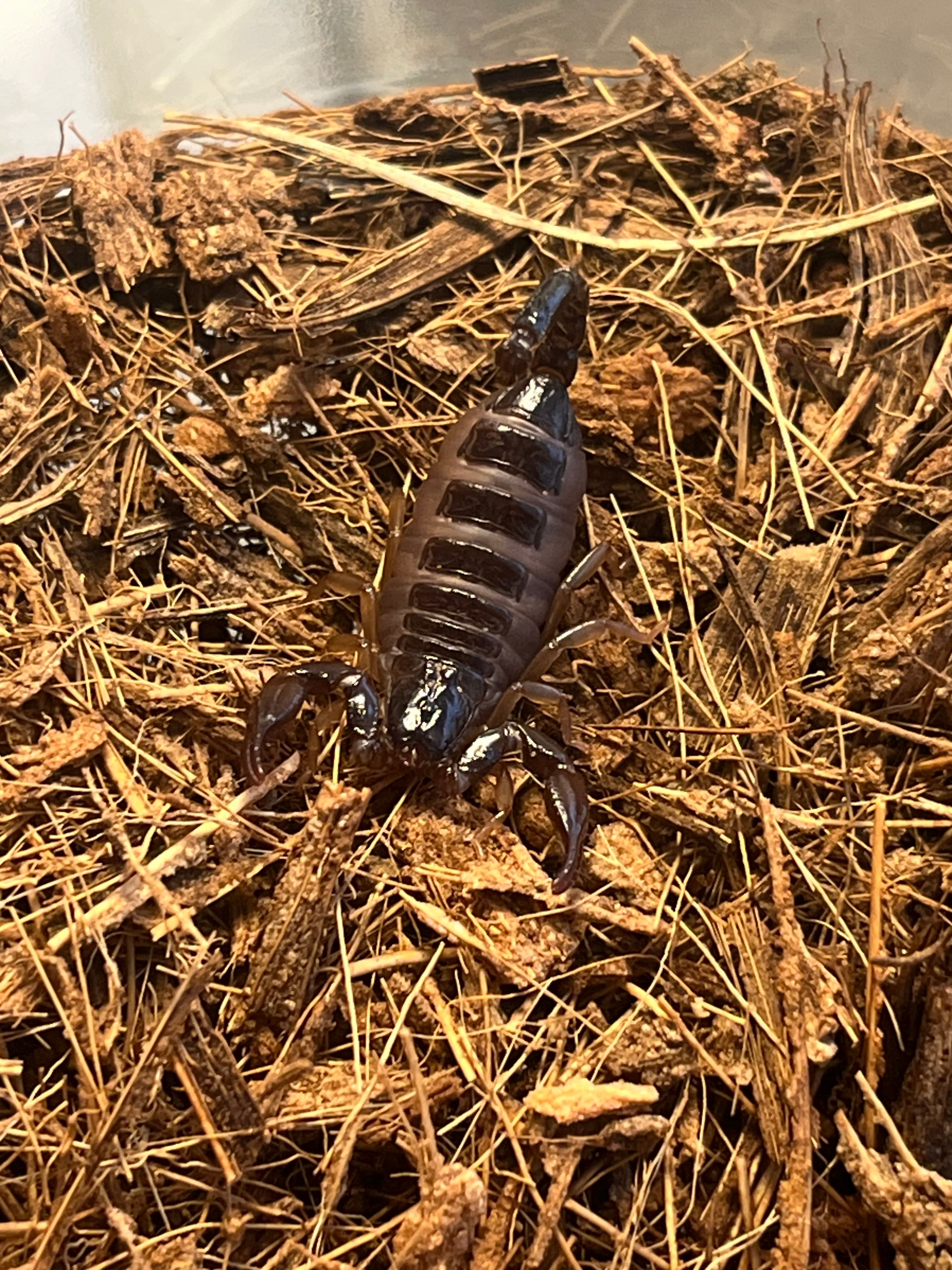 ネボホワイトスコーピオン 全長3cm程タランチュラサソリカマキリムカデ