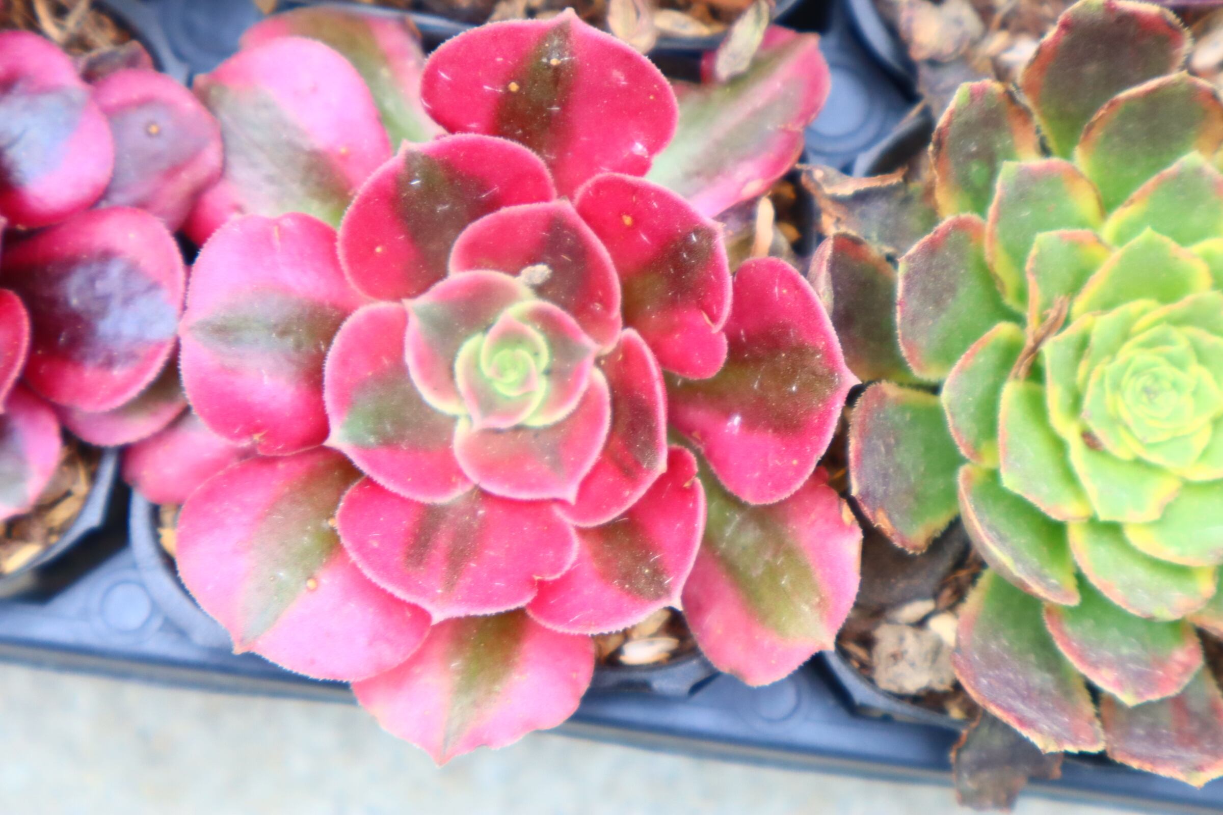 778.アエオニウム・LoveGod | 二代目大和高原の多肉屋