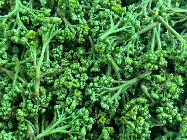 【当日発送】【春の香り】花山椒/はなさんしょう/奈良県吉野産/栽培物/100g【冷蔵便】