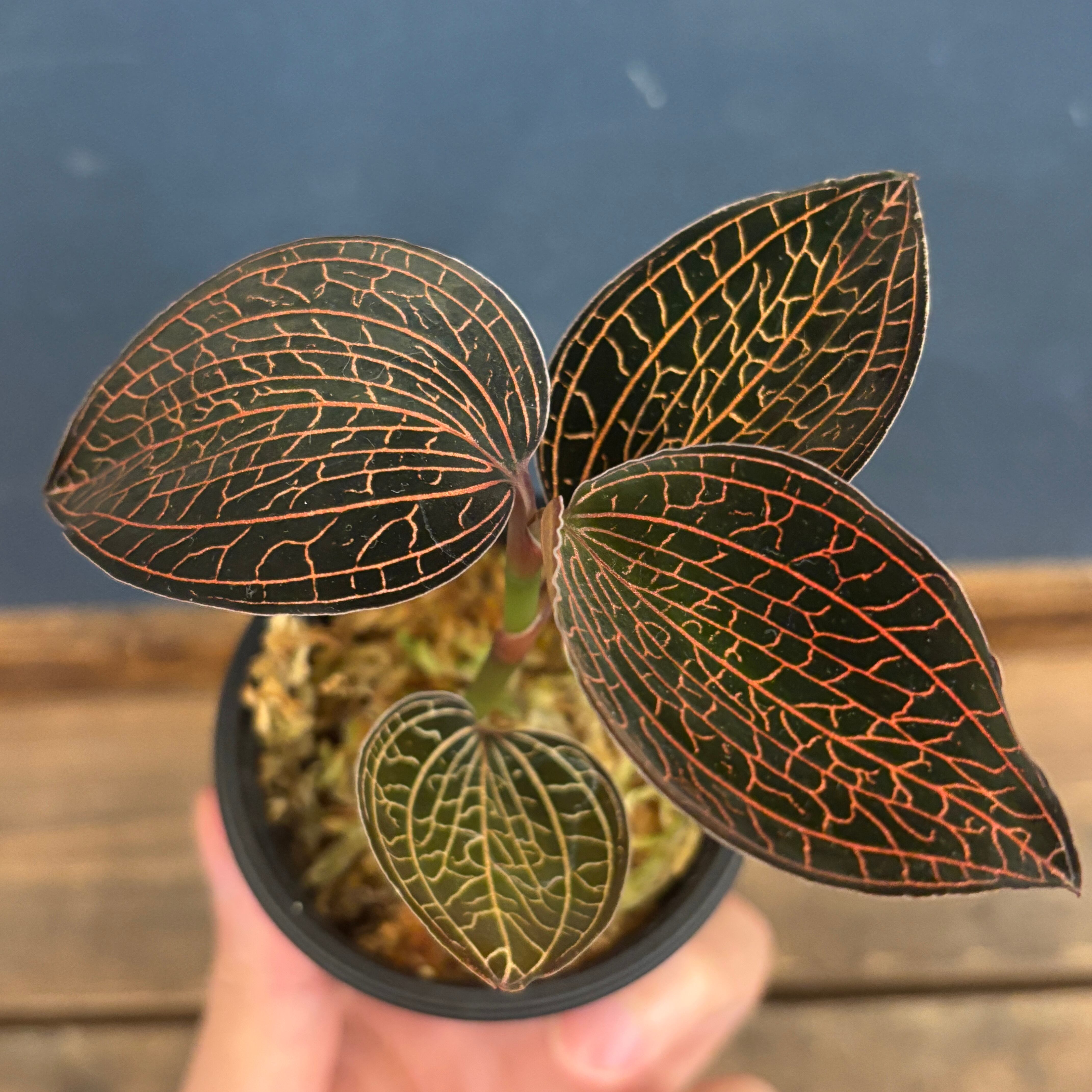 ジュエルオーキッド アネクトキルス sp 赤脈type【1026】 | PROTOLEAF