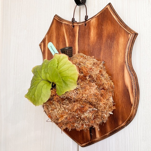 ビカクシダ リドレイ 板付 【観葉植物 室内 コウモリラン】