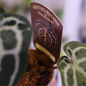 【正規タグ】Anthurium 'Michelle' by DOC BLOCK⑭ / アンスリウム・ミシェル│観葉植物