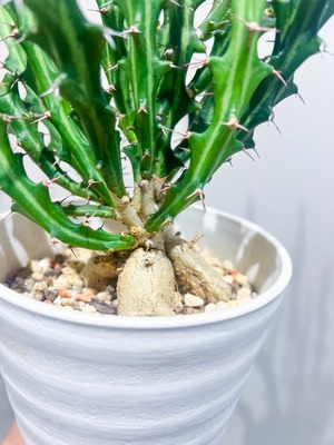 個性派インテリア 【トゲ×塊根】 ユーフォルビア クンチー