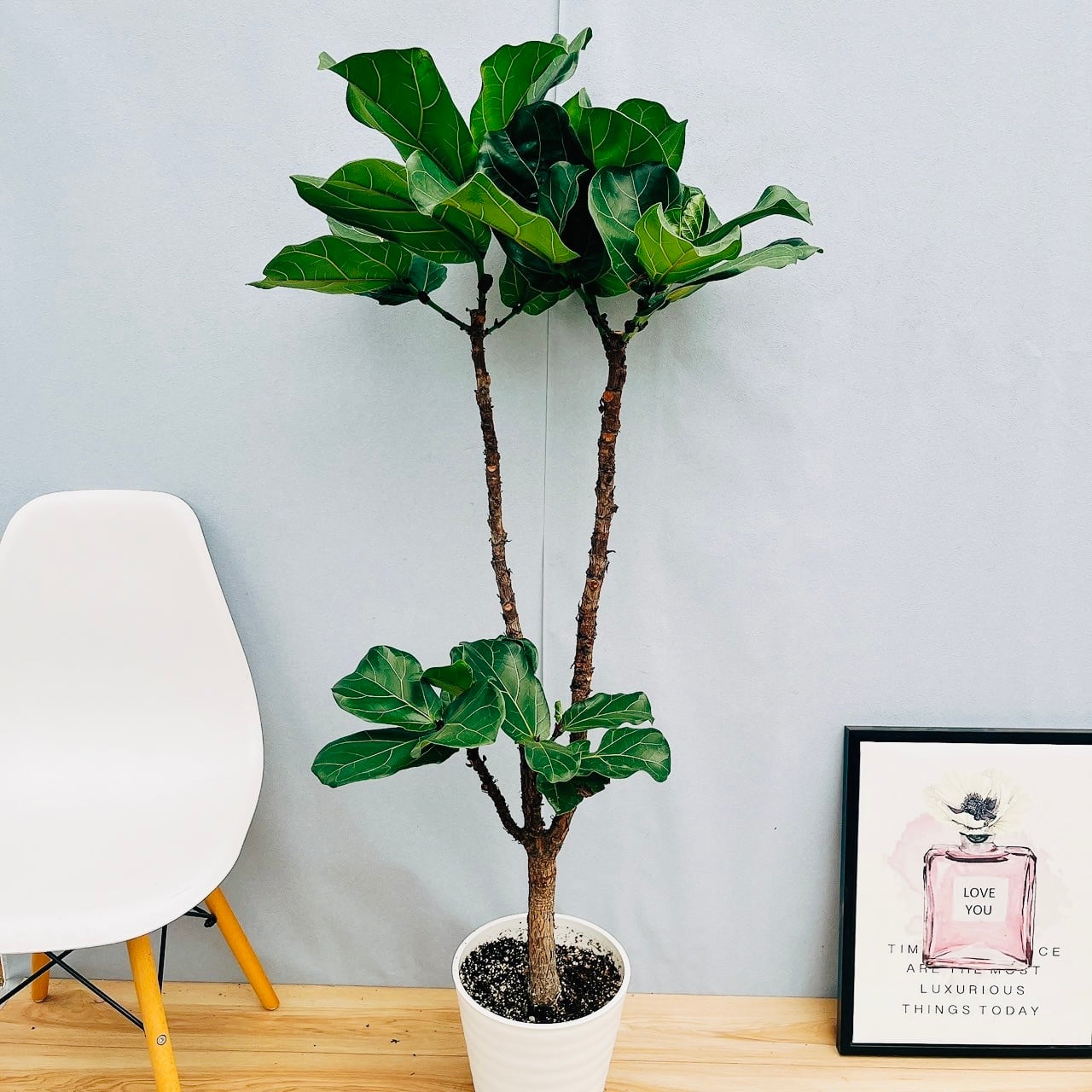 現品］4番 カシワバゴムノキ フィカス リラータ ストレート 8号 観葉