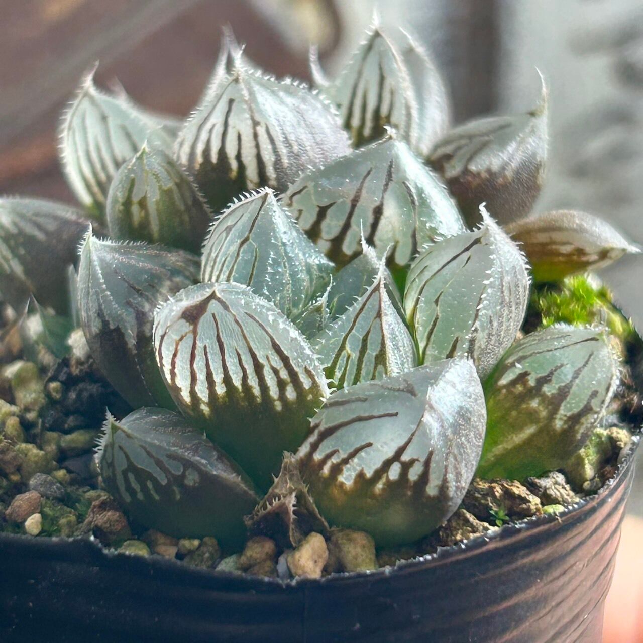 【割引セール中！レア苗新作！新入荷】ハオルチア　韓国苗　バタフライ　多肉植物 レア種多肉植物 ハオルチア 全面窓極上班 コクリコ嬢 抜き苗3｜Yahoo