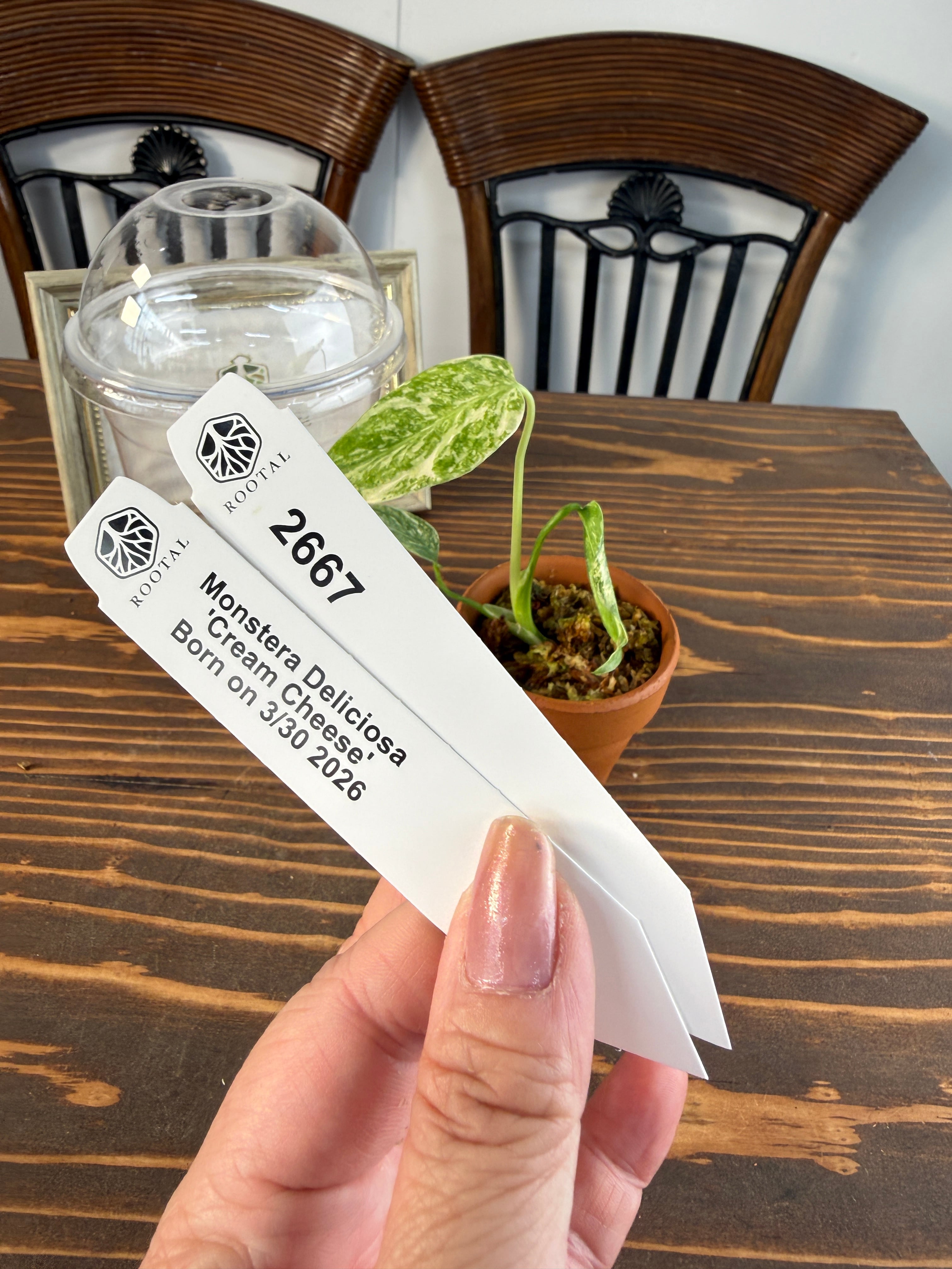☆2667【レア！TCBaby】モンステラ デリシオーサ クリームチーズ（2号