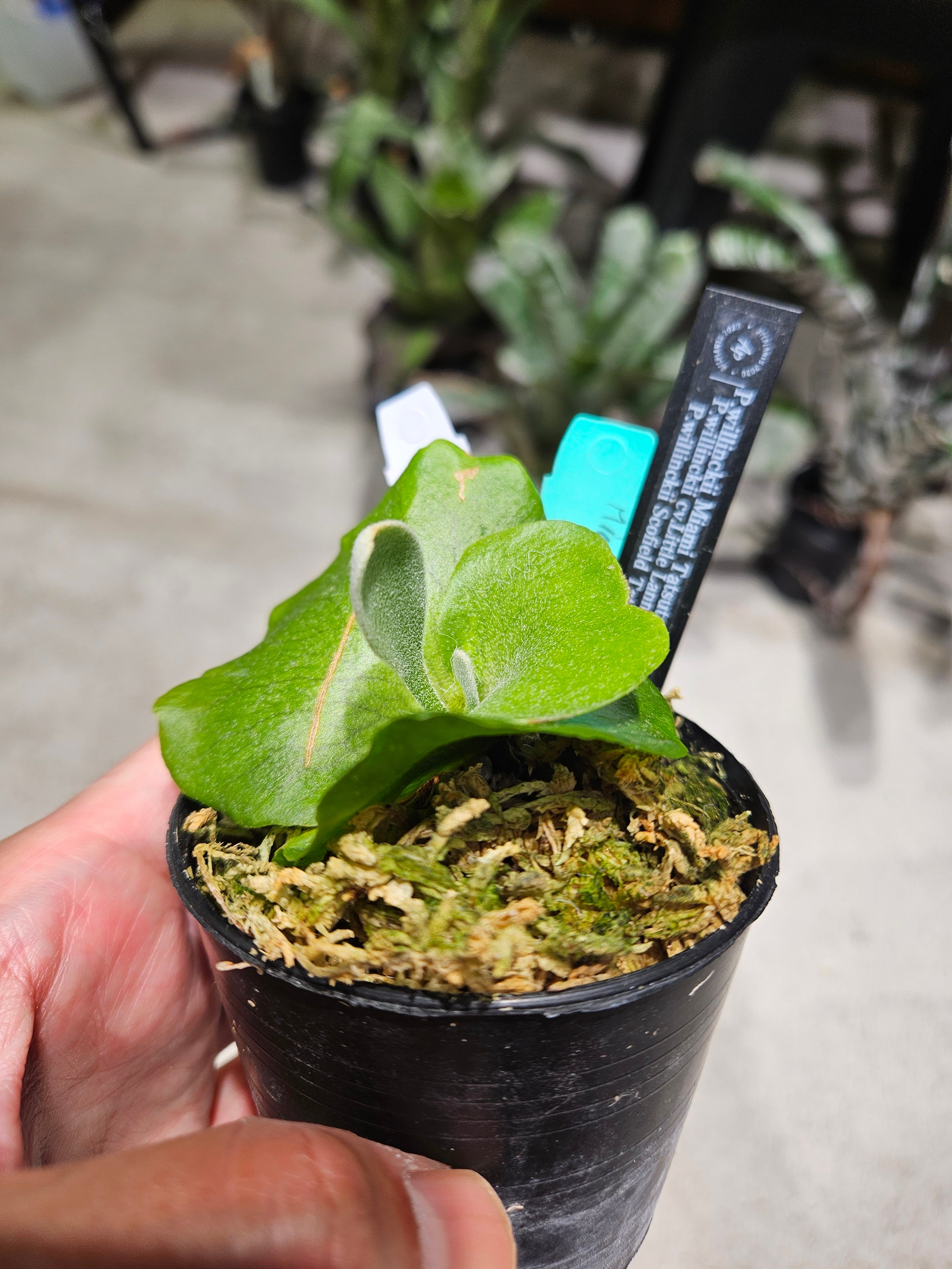 P.willinckii Miami Tatsuta × P.willinckii cv. Little Lanna × P