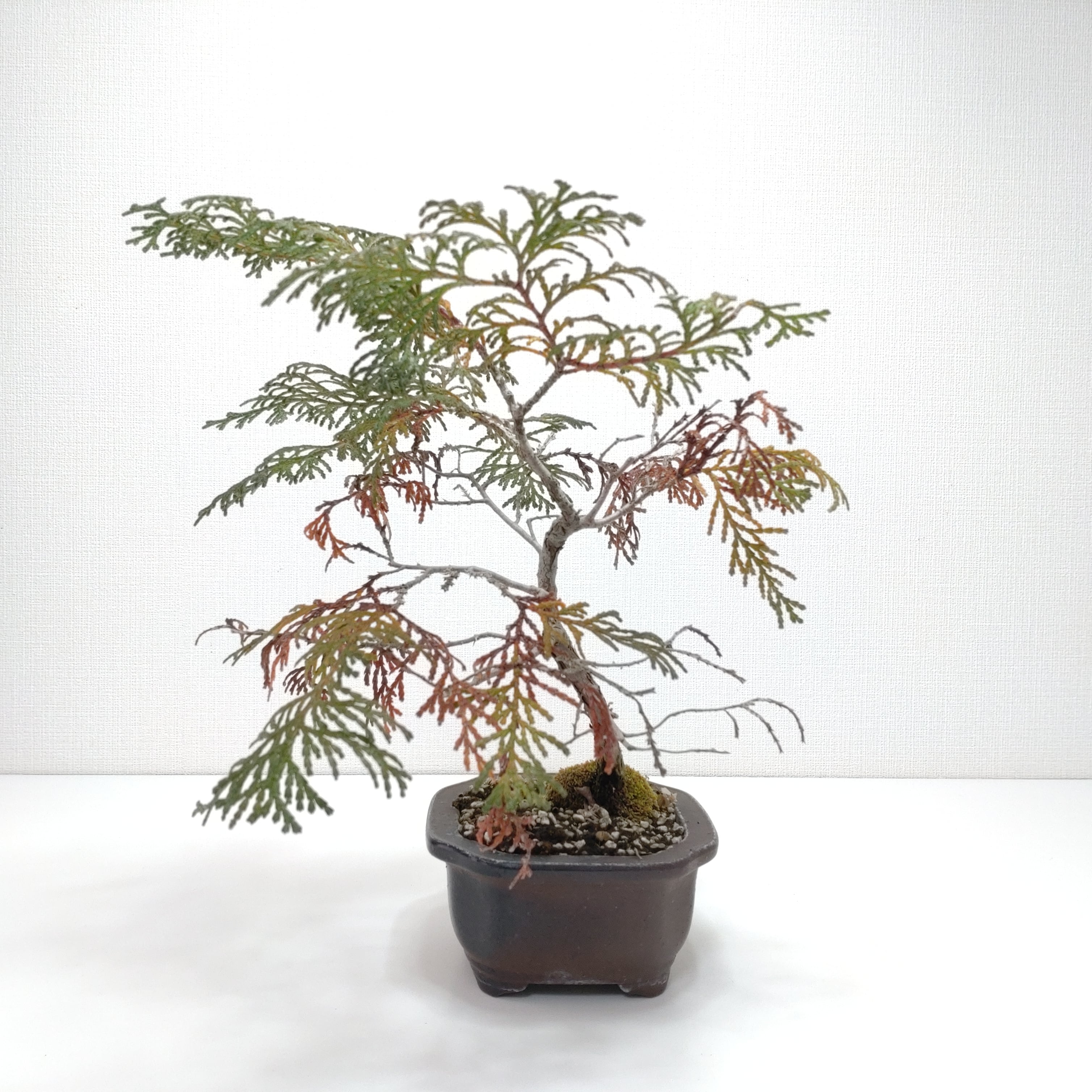 檜（ヒノキ）盆栽 SS004 檜（ヒノキ）盆栽 SS004 | 盆栽創【Bonsaisou】