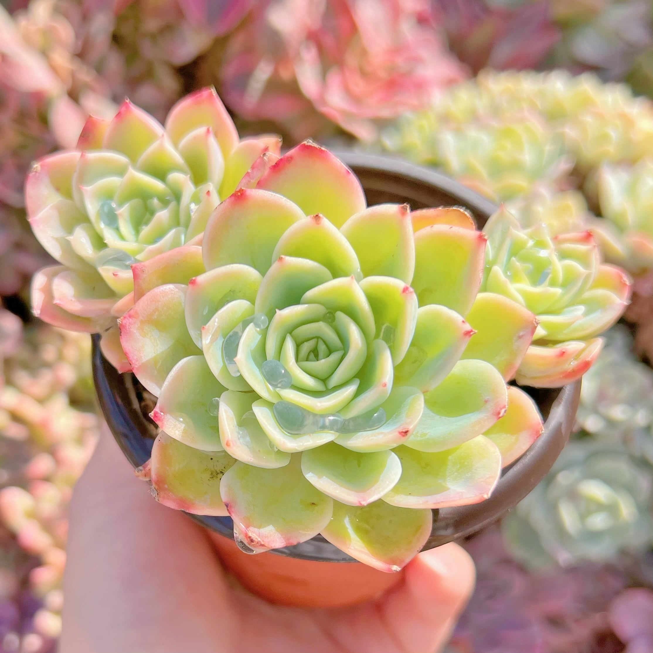 多肉植物　メロン群生#A11　新入荷　るる農園