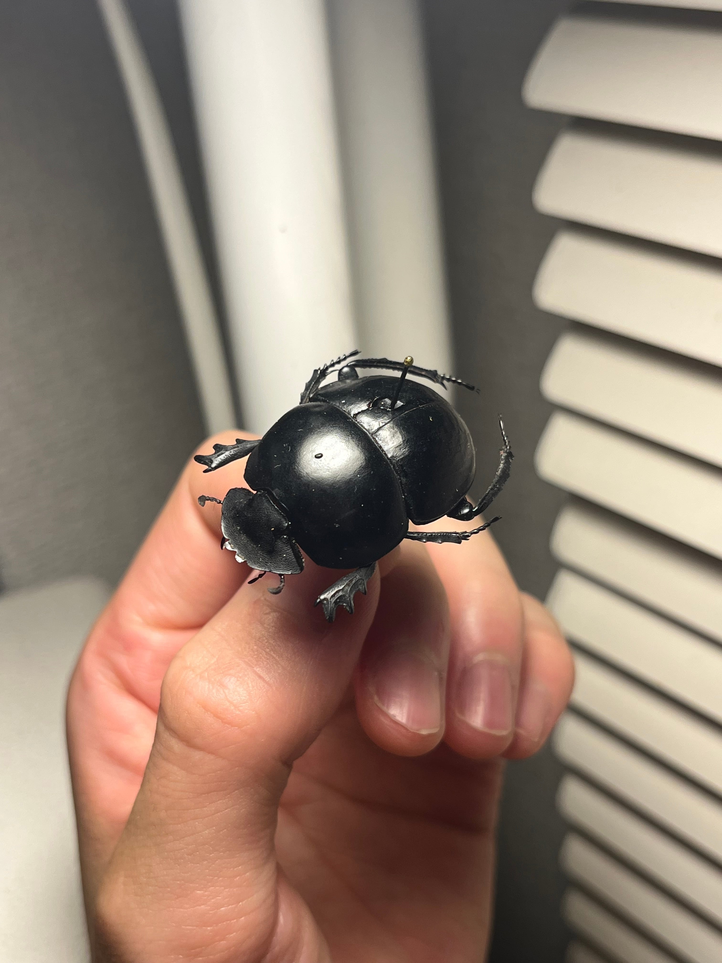 35mm】ピンポンタマオシコガネ 飛べないフンコロガシ オオニジ