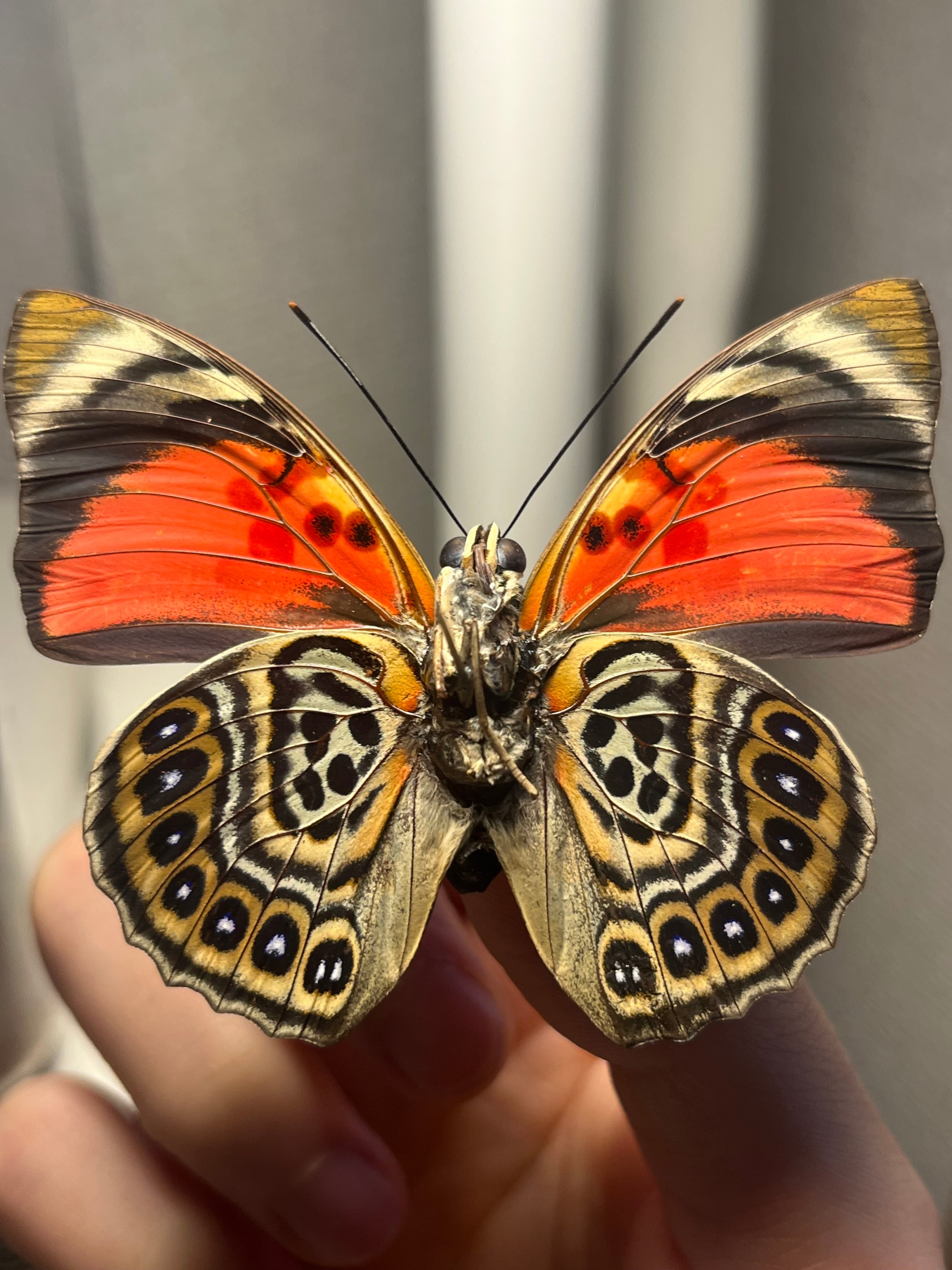 アグリアスクラウディナクロエサス♂ ミイロタテハ 蝶標本 甲虫 昆虫