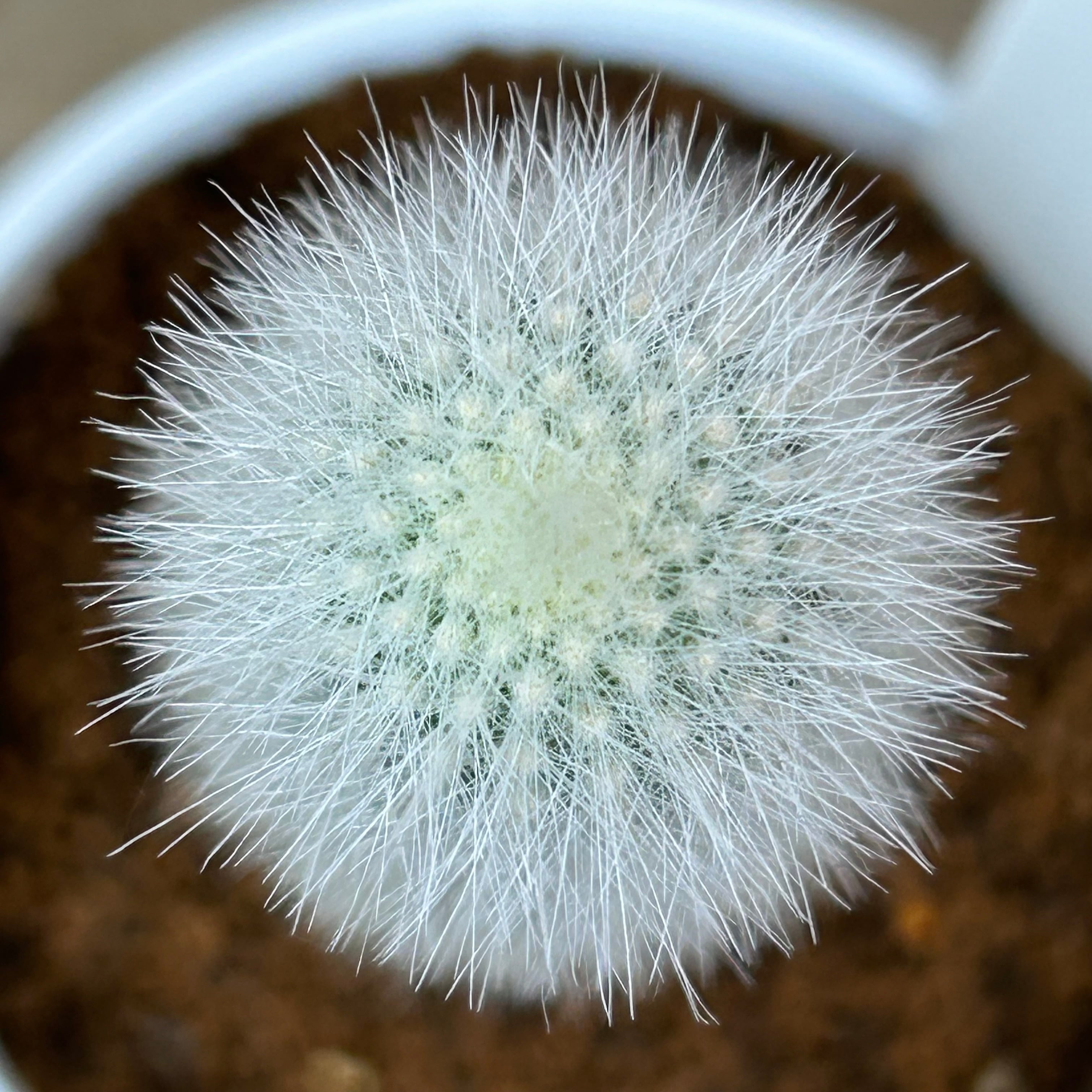 T)吹雪柱 | RuPo 多肉植物専門店