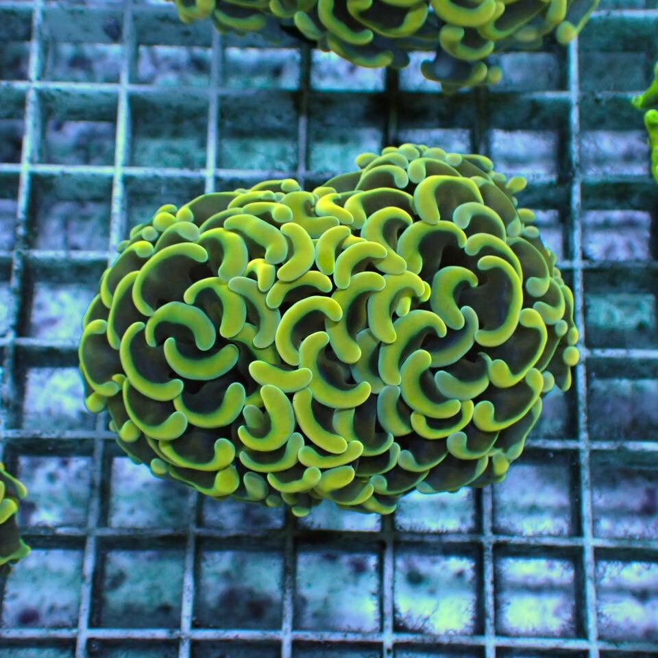 ネット入り天然ライブロック(クラッシュ)500g | HOUSE REEF(ハウス
