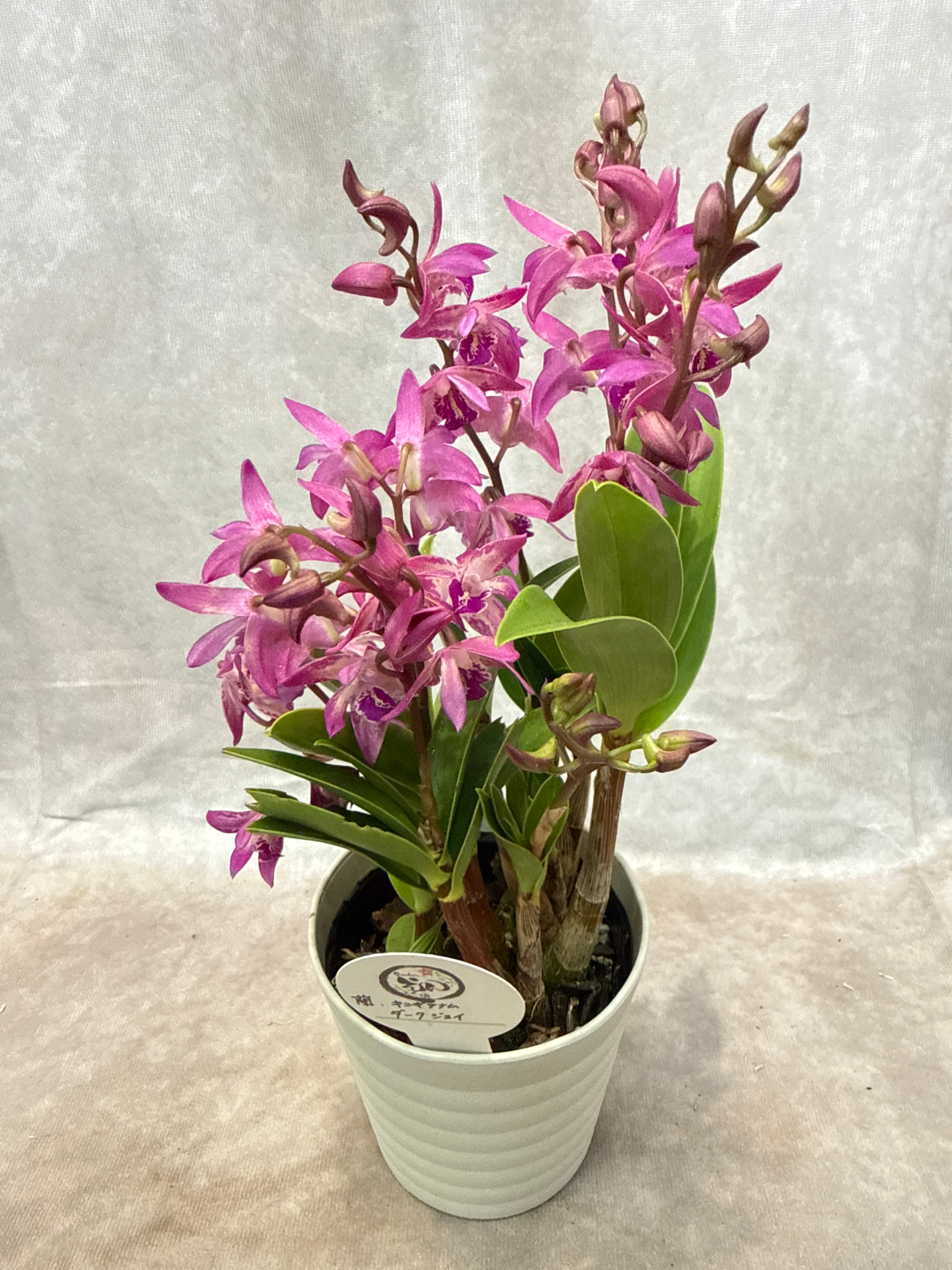 ホヤ・ディスキディア・洋蘭等 | Gardenえん 【観葉熱帯植物】