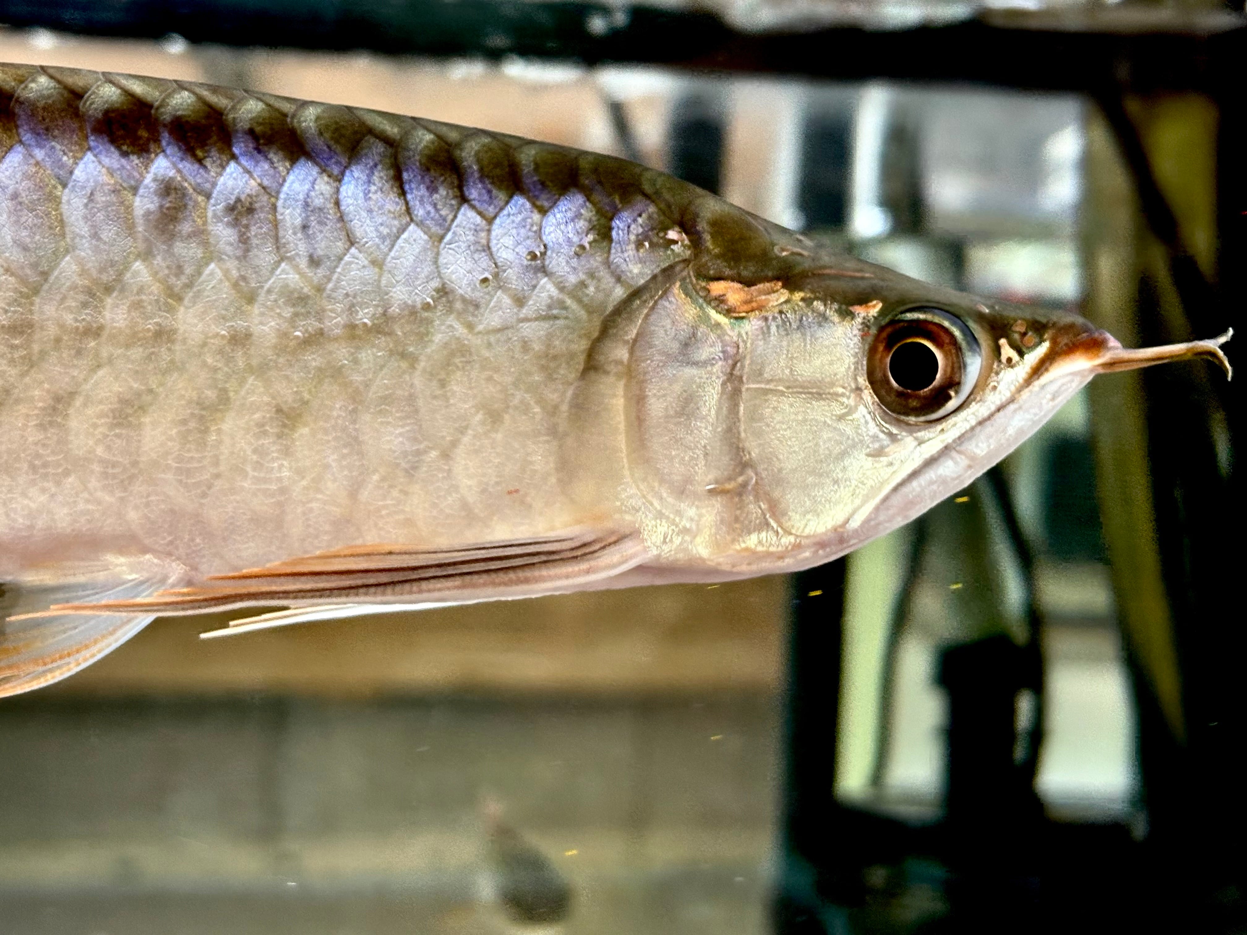アジアアロワナ センタラムレッド KINGショート22cm | AQUASTYLEG