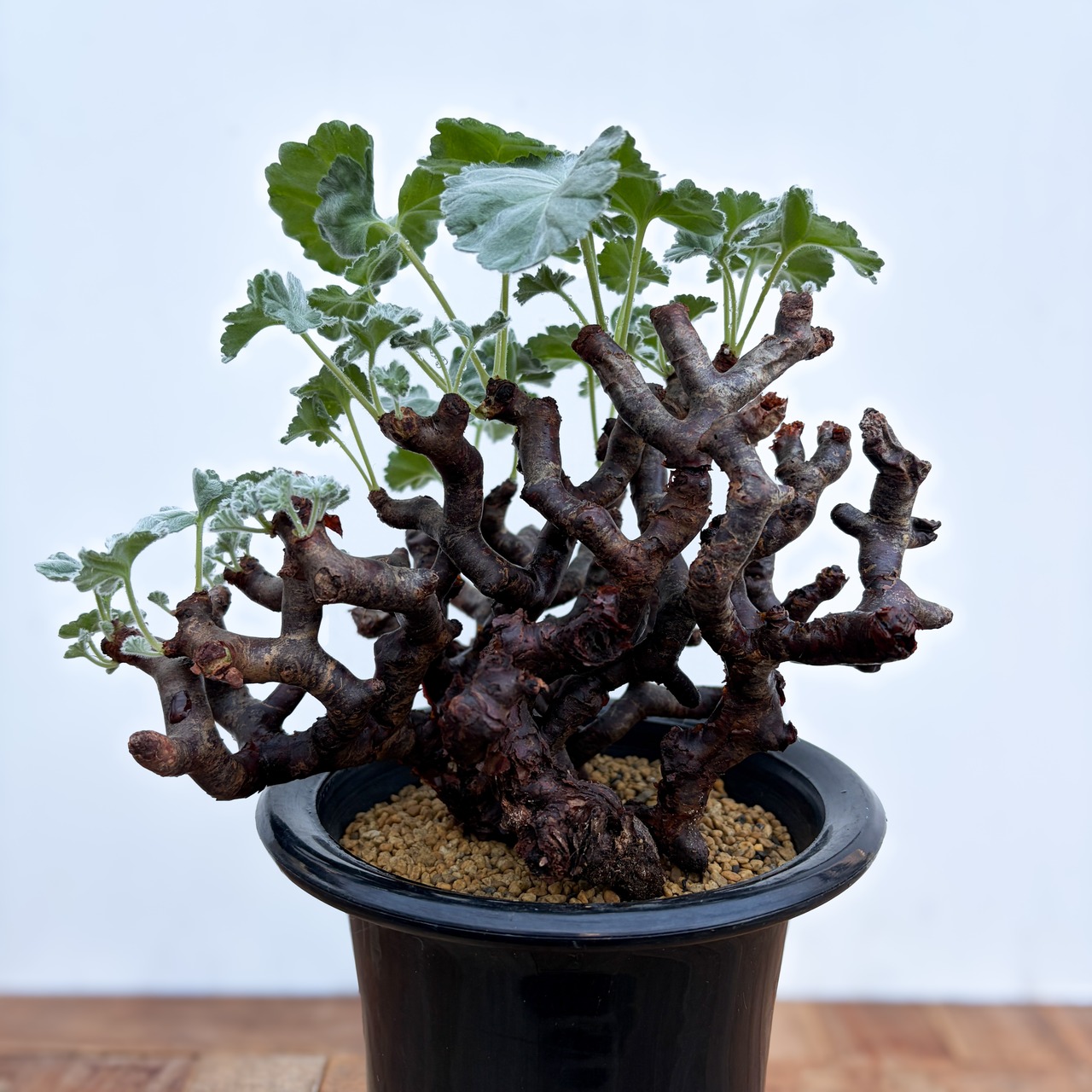 Pelargonium mirabile【ぺラルゴニウム・ミラビレ】