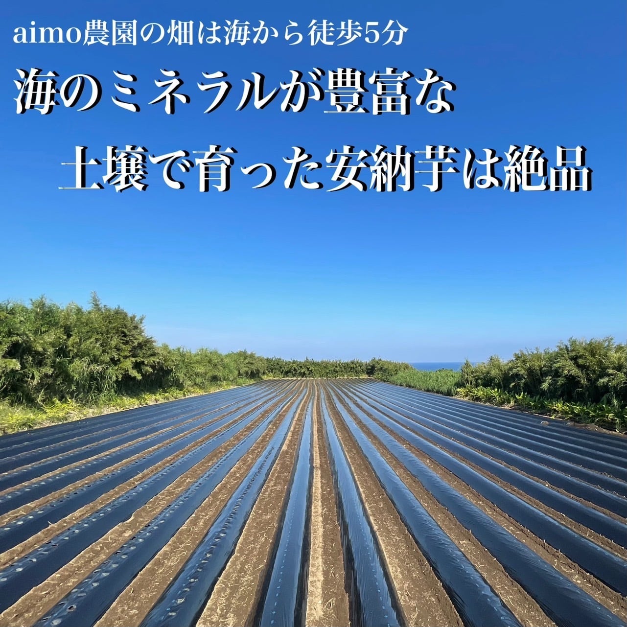 安納芋 Sサイズ 5kg｜箱別 | aimo農園