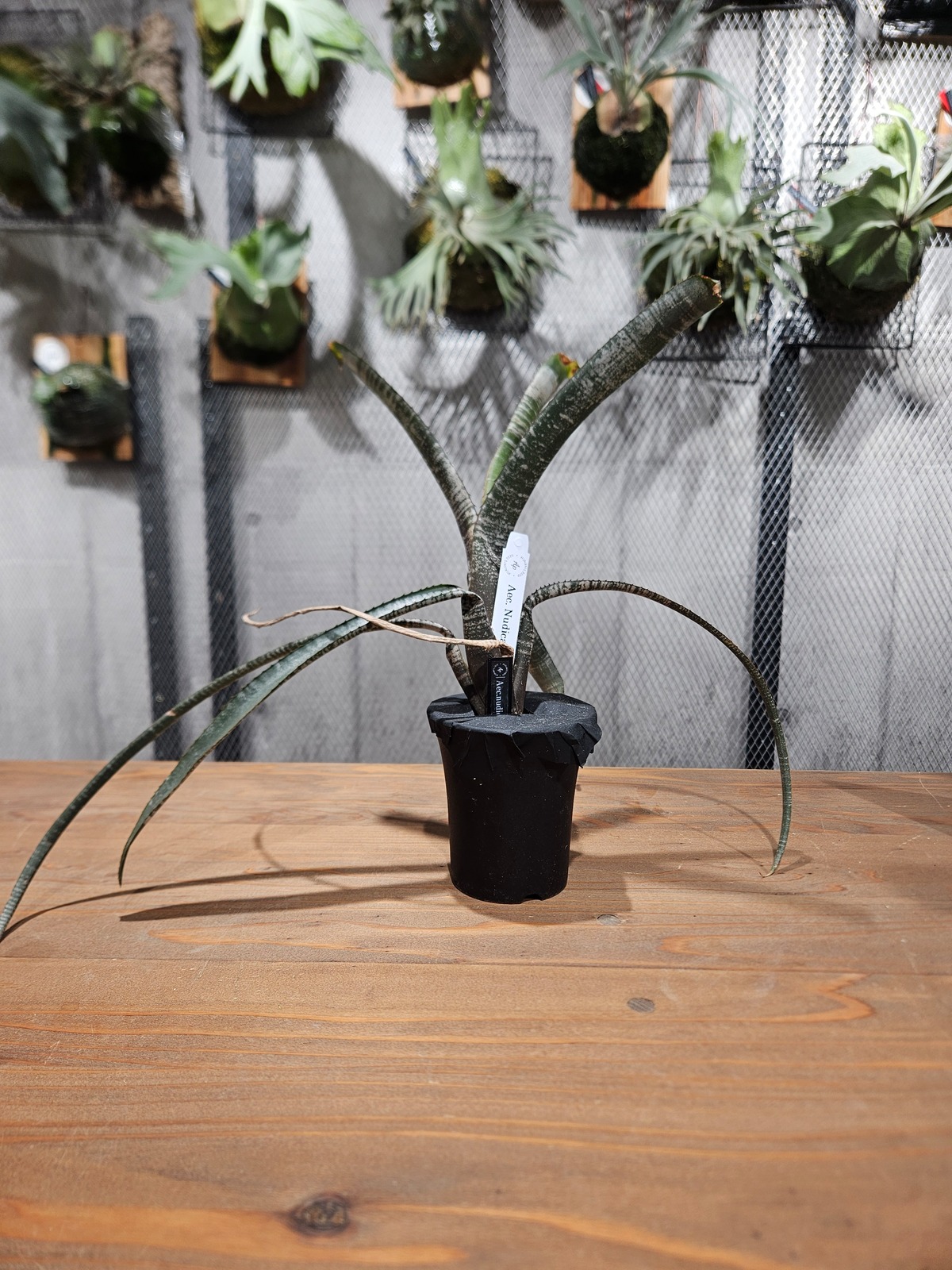 Aechmea. nudicaulis Rafa【artPLANTs/PLANTS GARAGE】 nudicaulis 