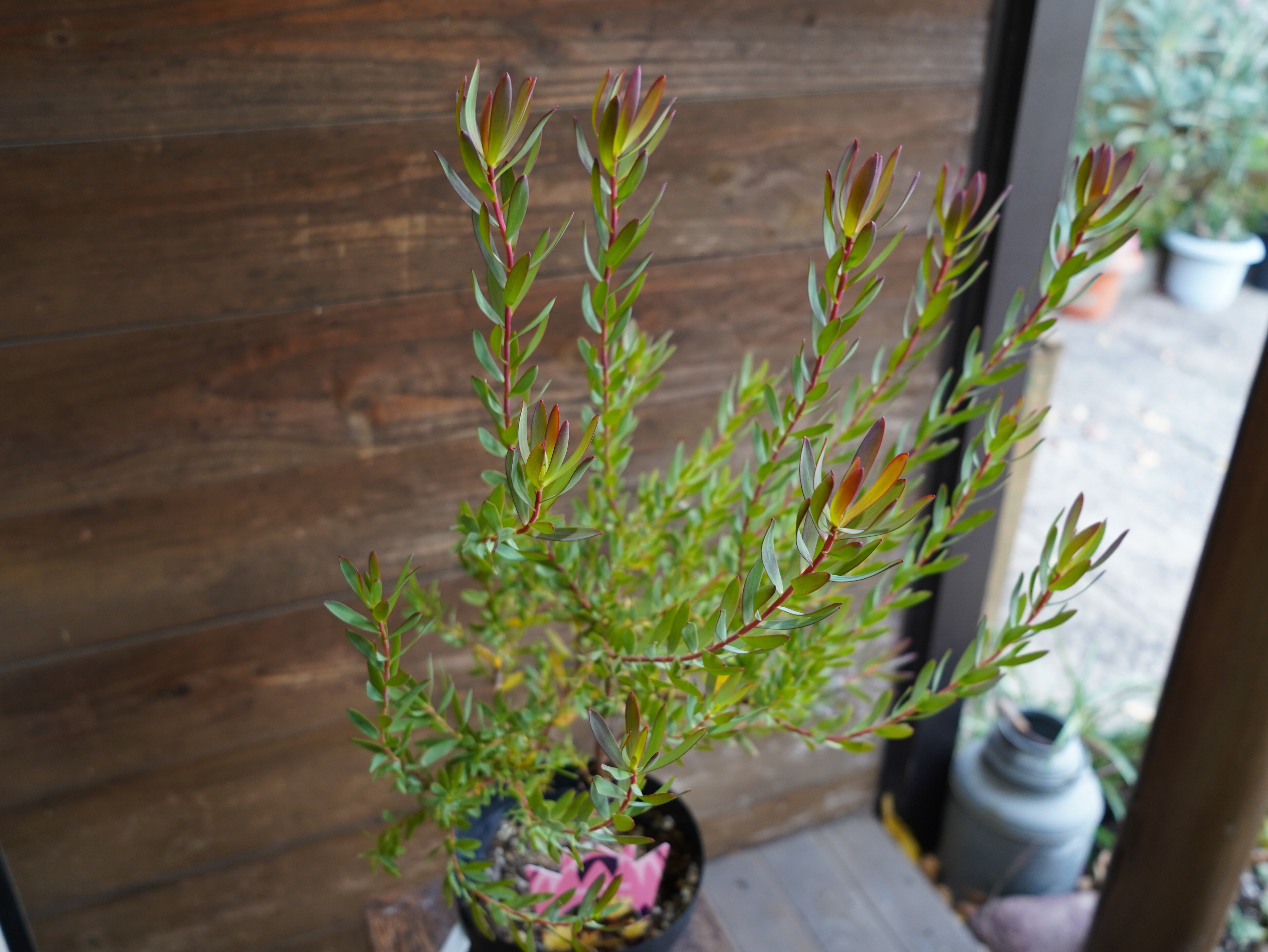 【現物】リューカデンドロン　”Baby Bouquet”　６号