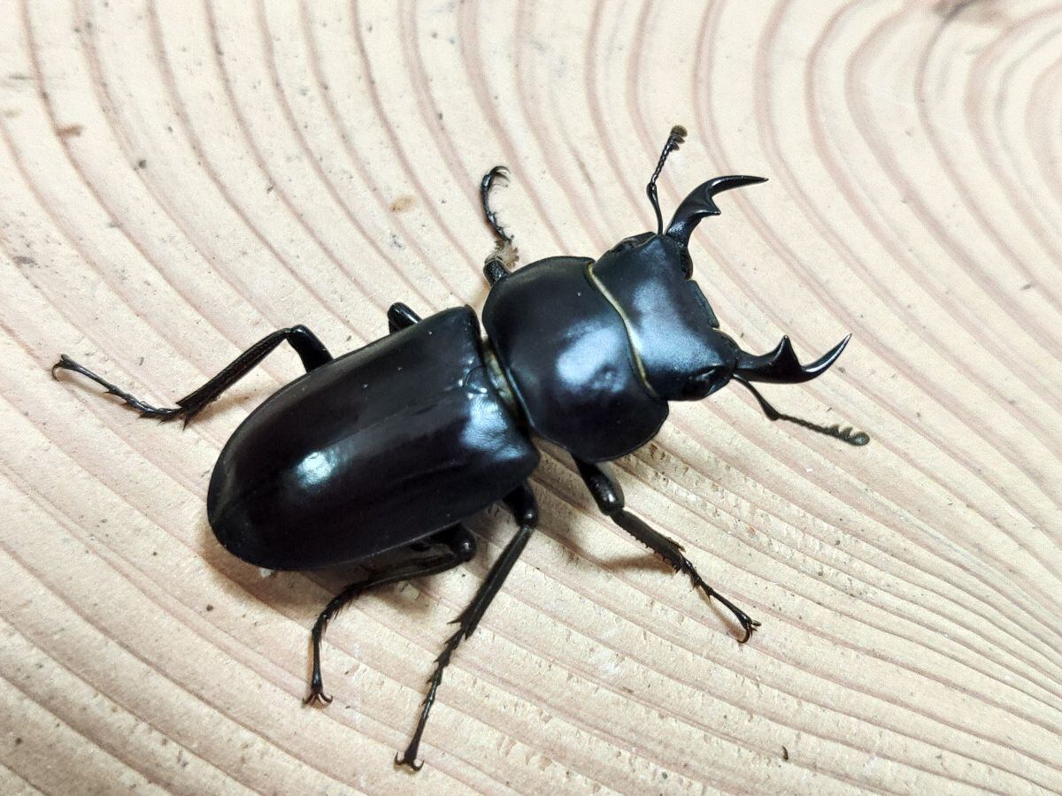大型】リュウキュウコクワガタF2ペア①♂33㎜♀30㎜ 沖縄県名護市産