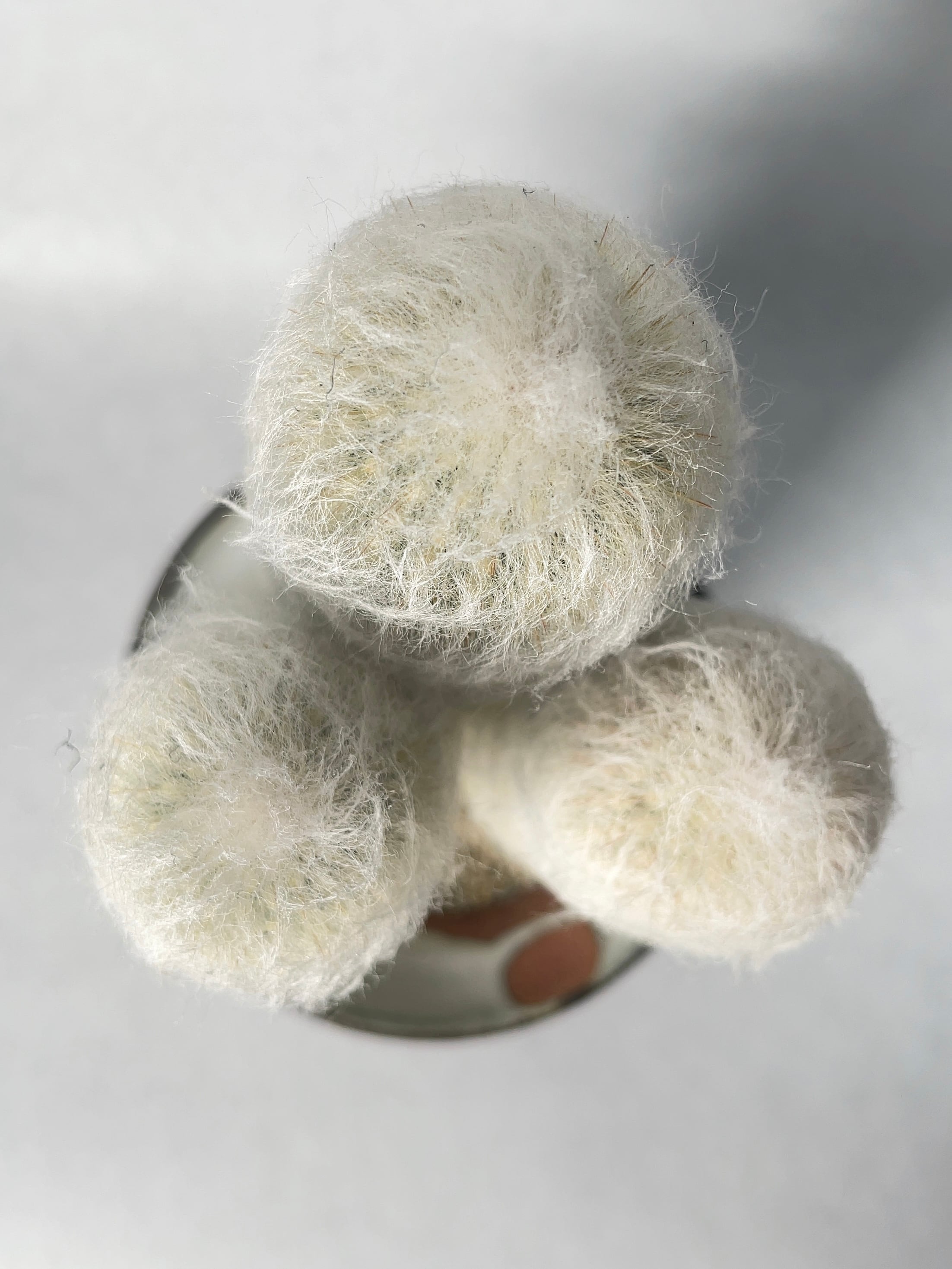 ケファロケレウス・翁丸 | trigger